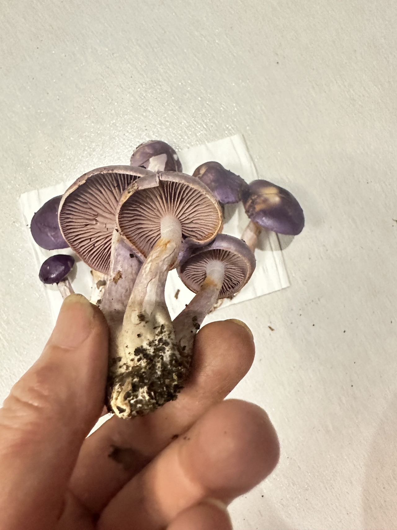 丝膜菌新种