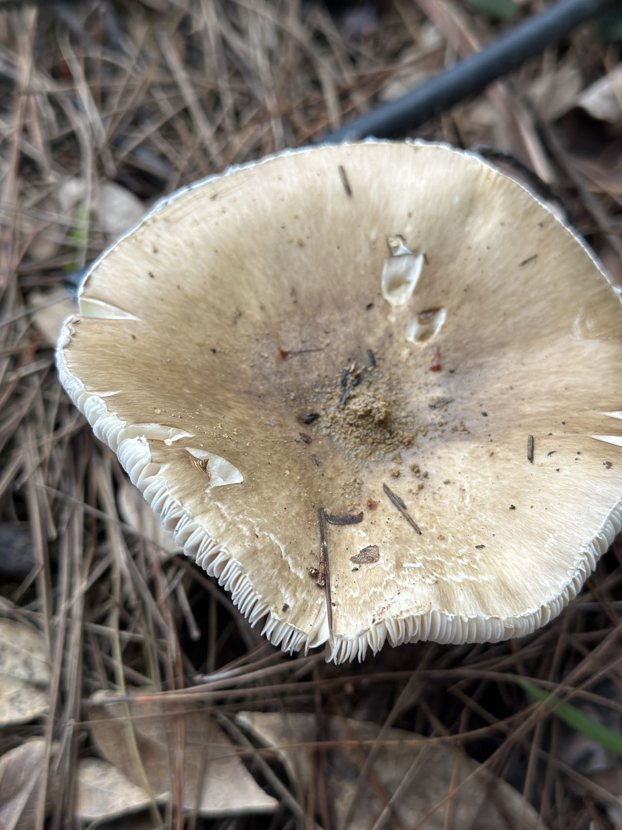 假褐云斑鹅膏