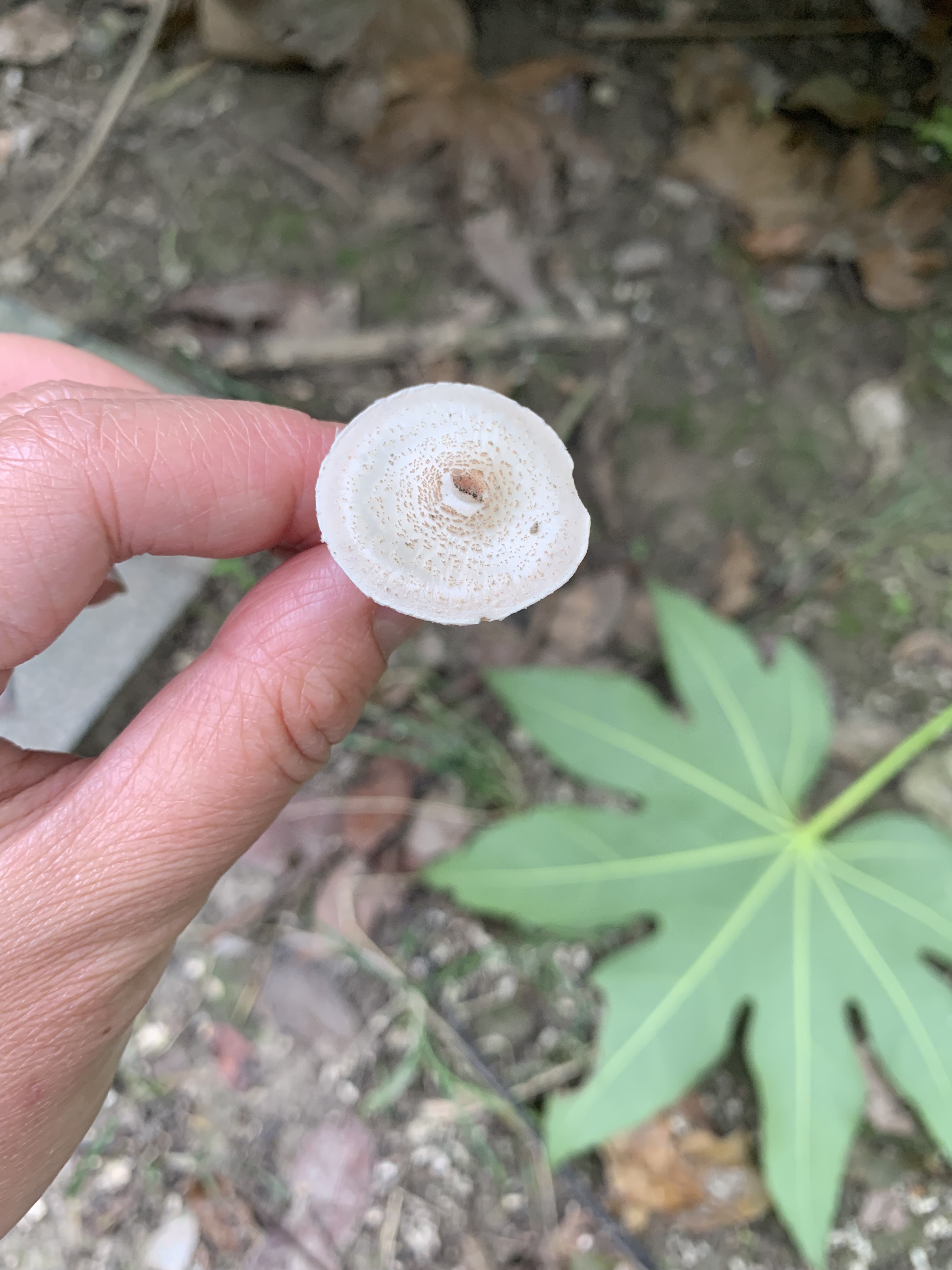 环柄菇