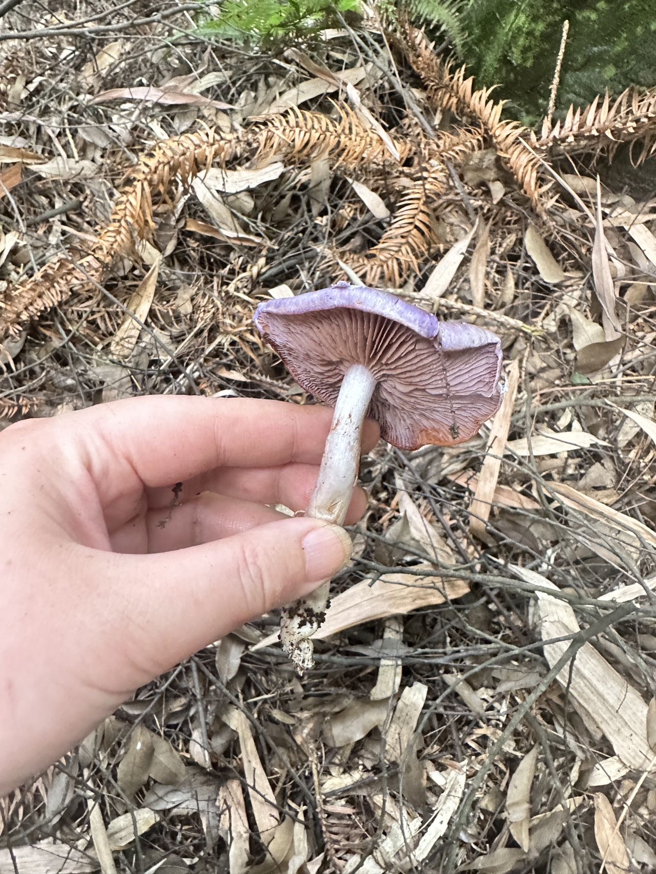 丝膜菌新种