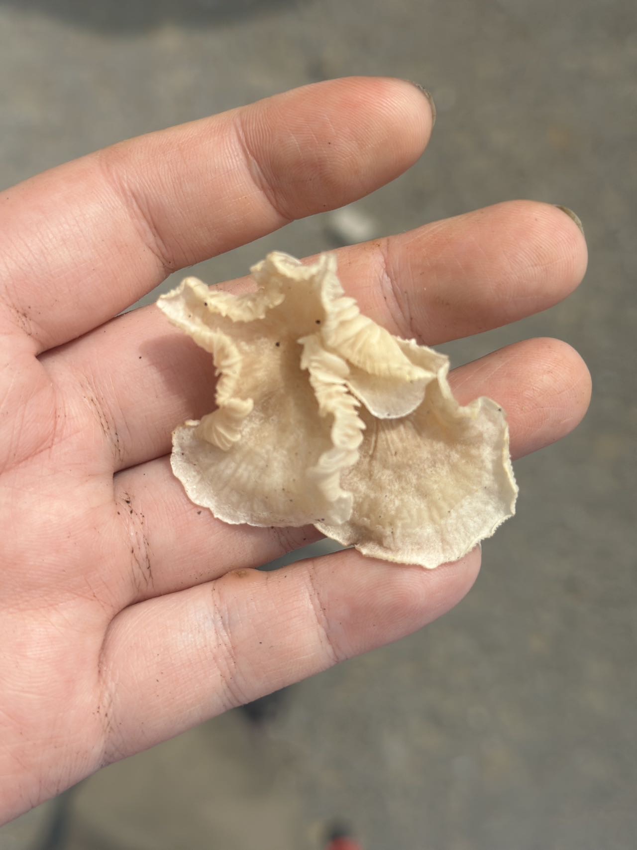 微皮伞