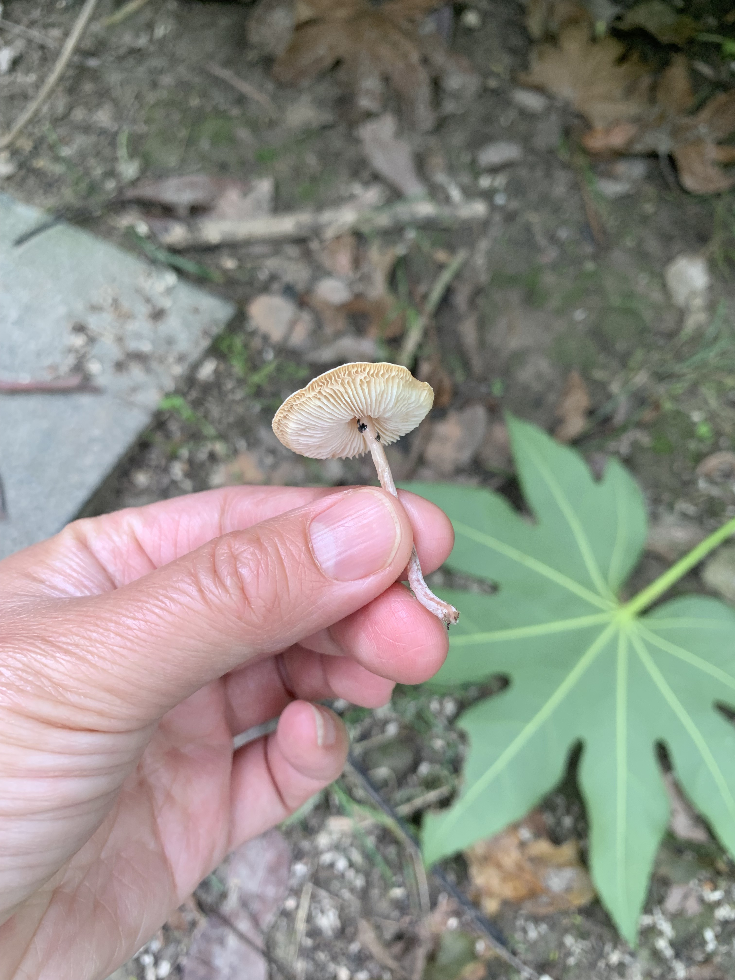 环柄菇