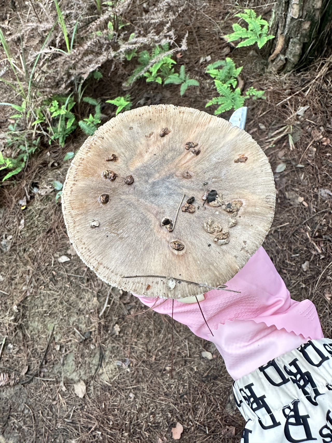 假褐云斑鹅膏