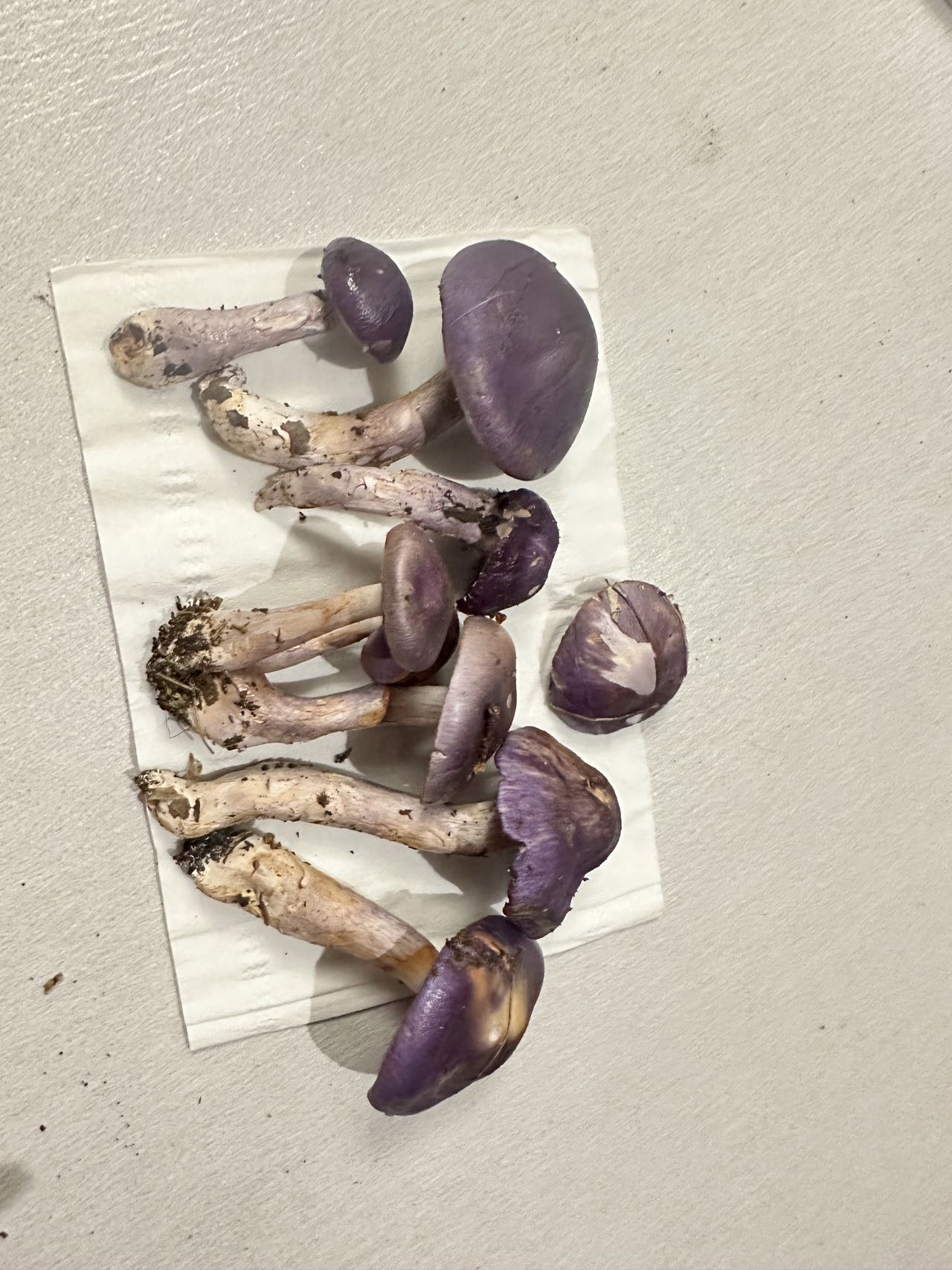 丝膜菌新种