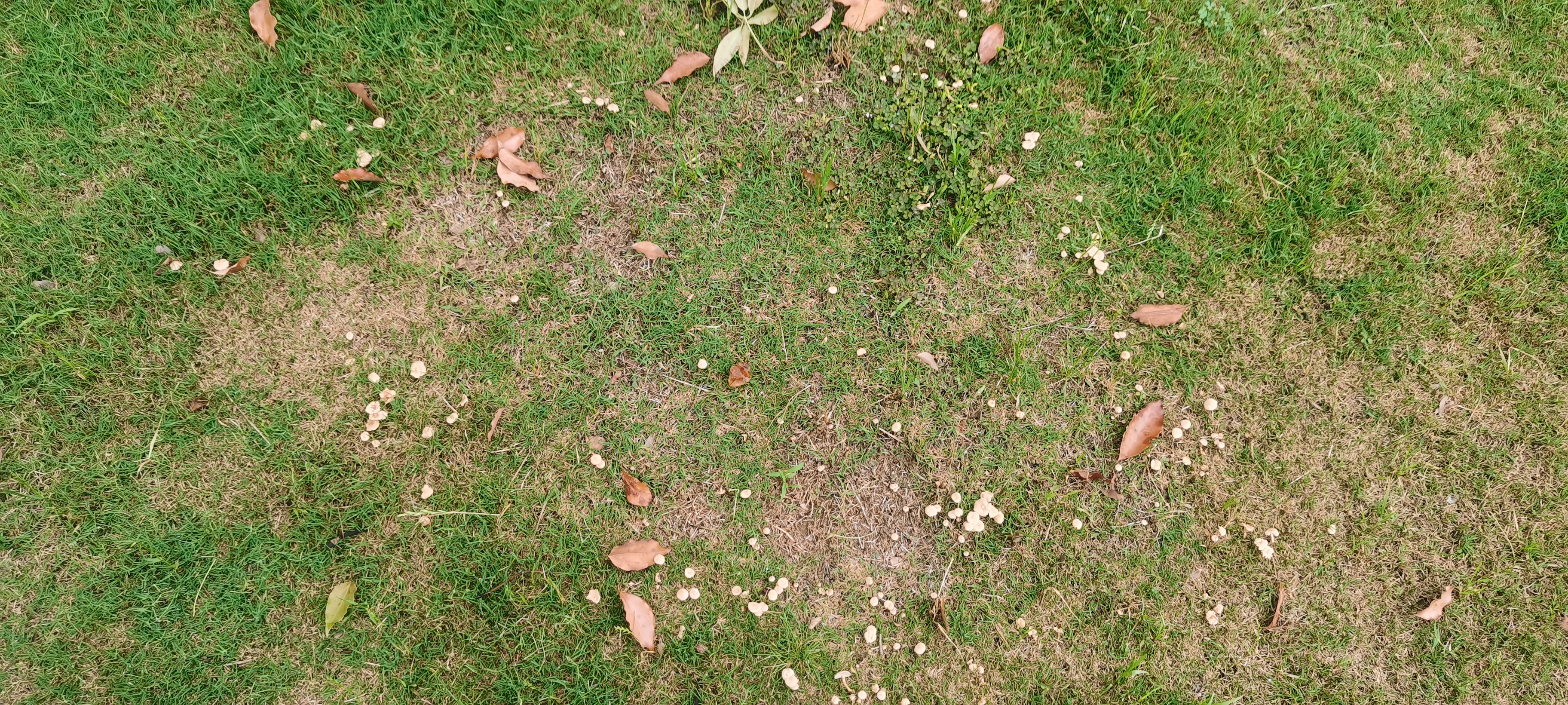 硬柄小皮伞