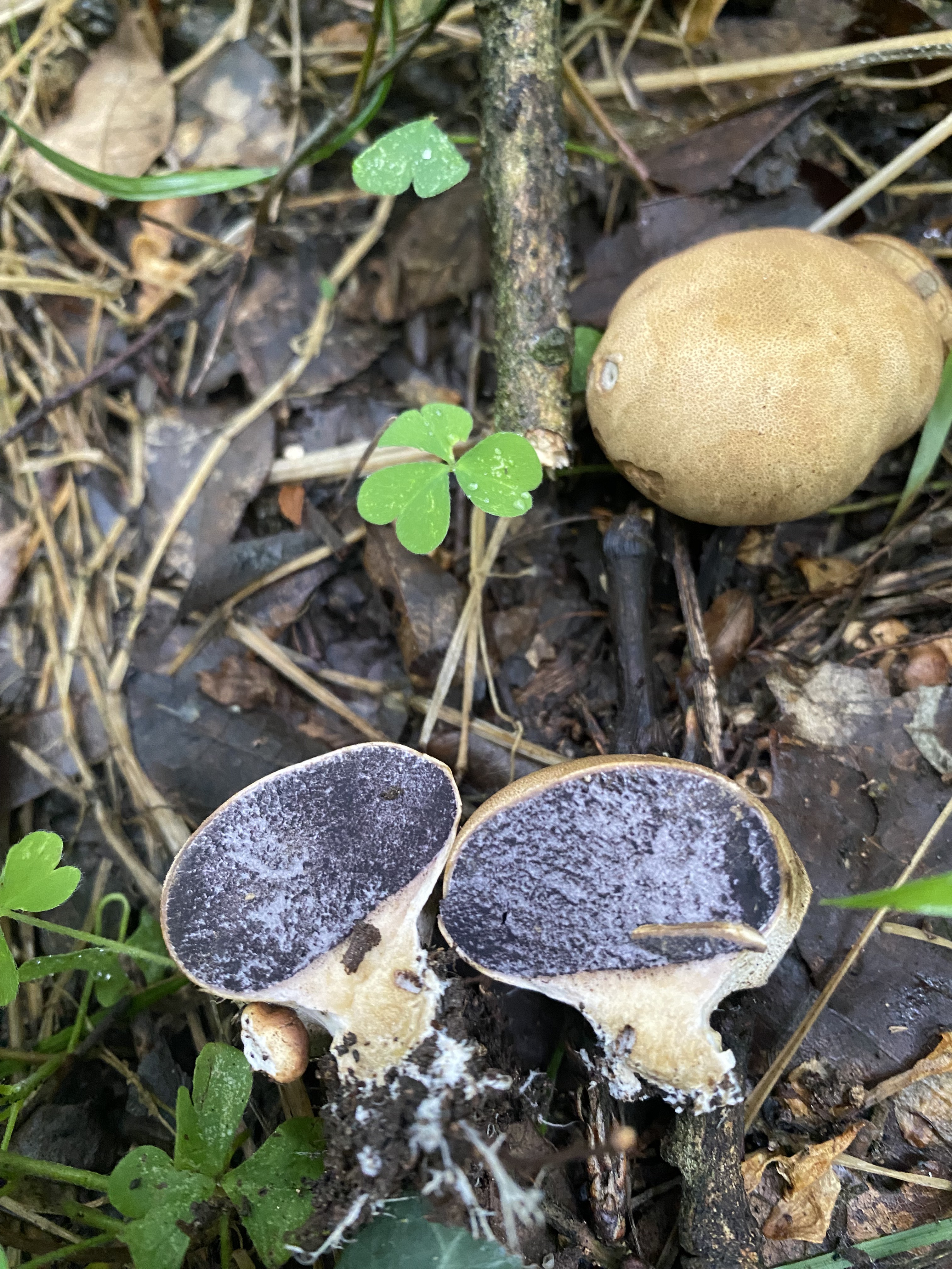 灰疣硬皮马勃参照种
