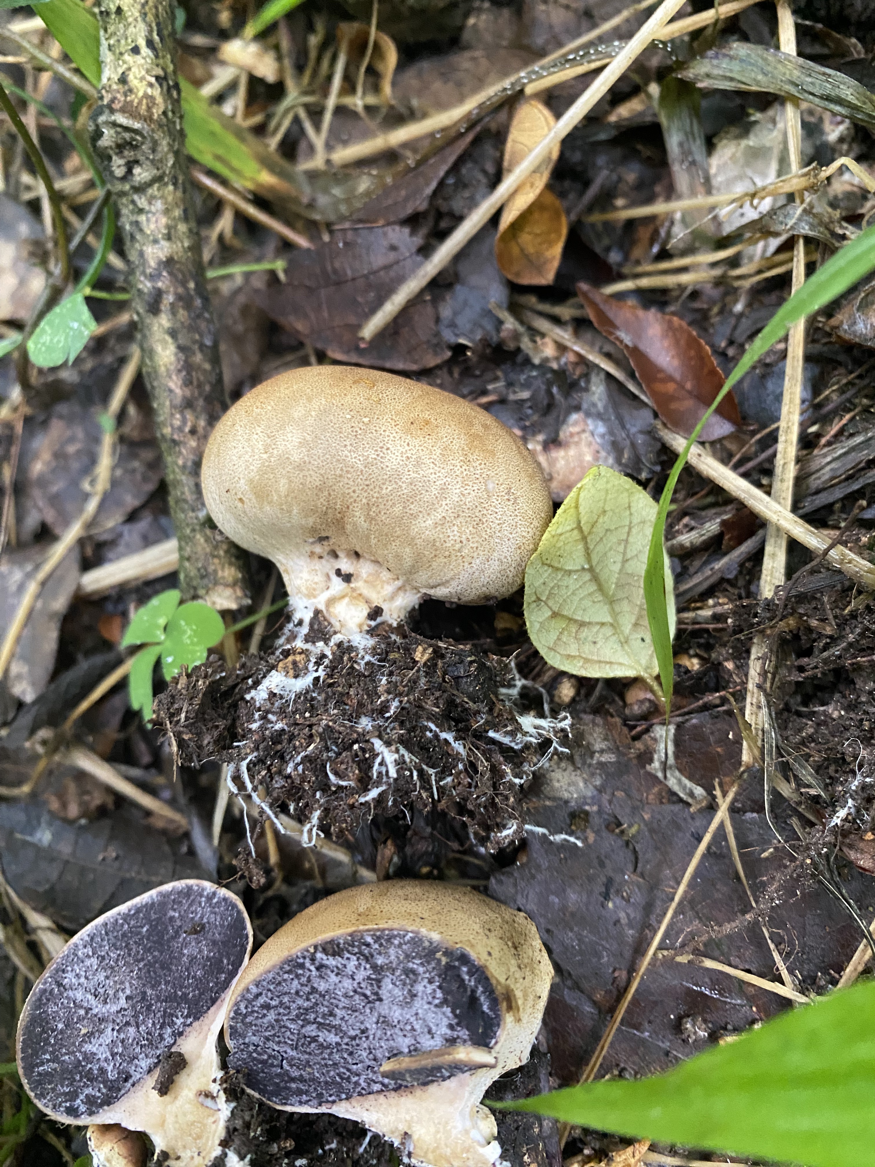 灰疣硬皮马勃参照种