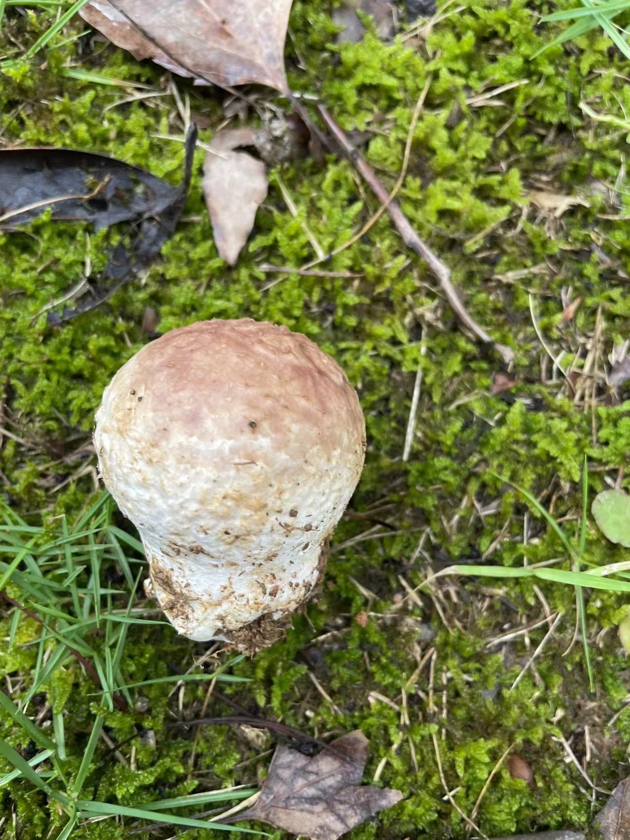 头状秃马勃参照种