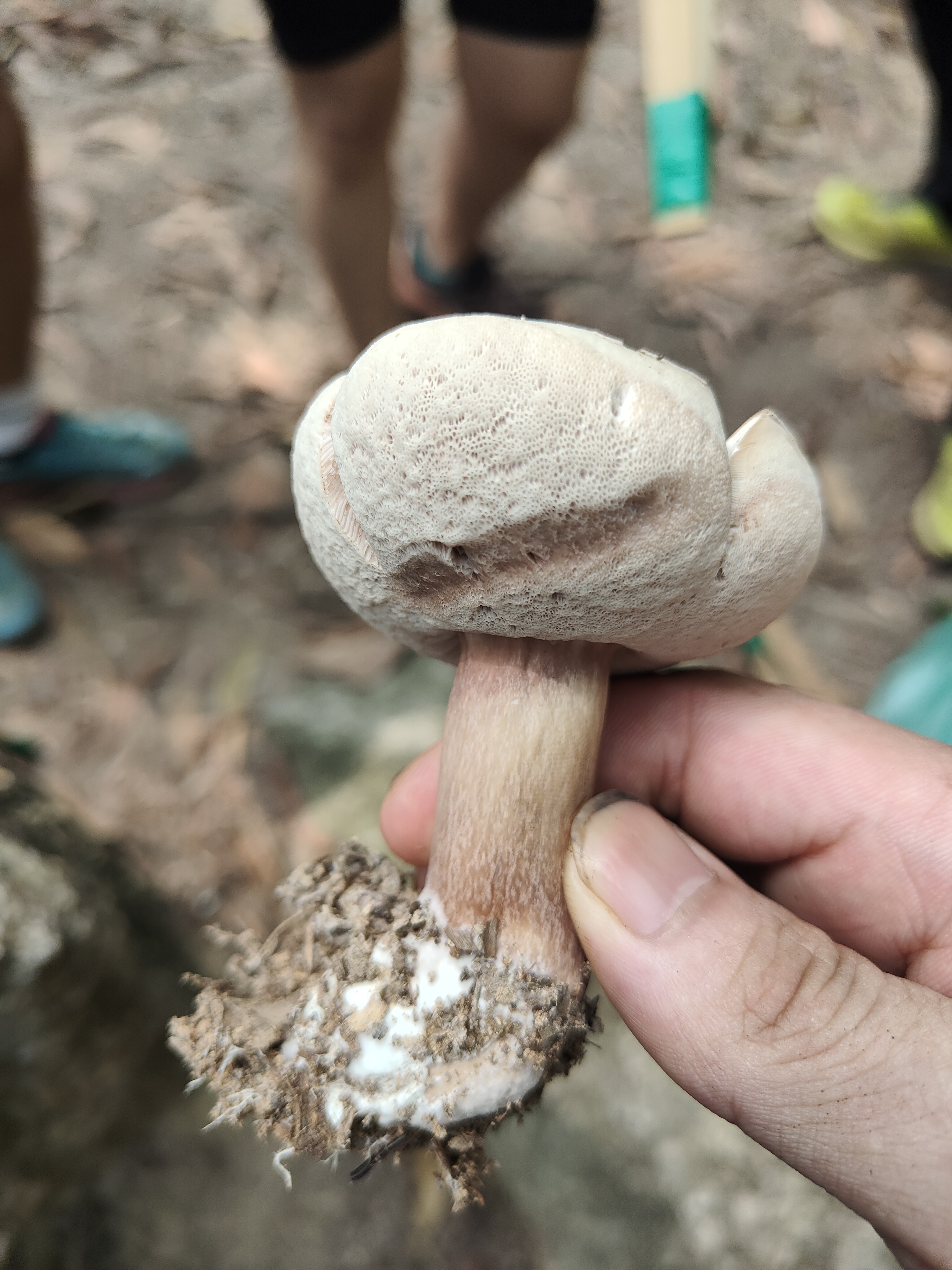 黄盖粉孢牛肝菌