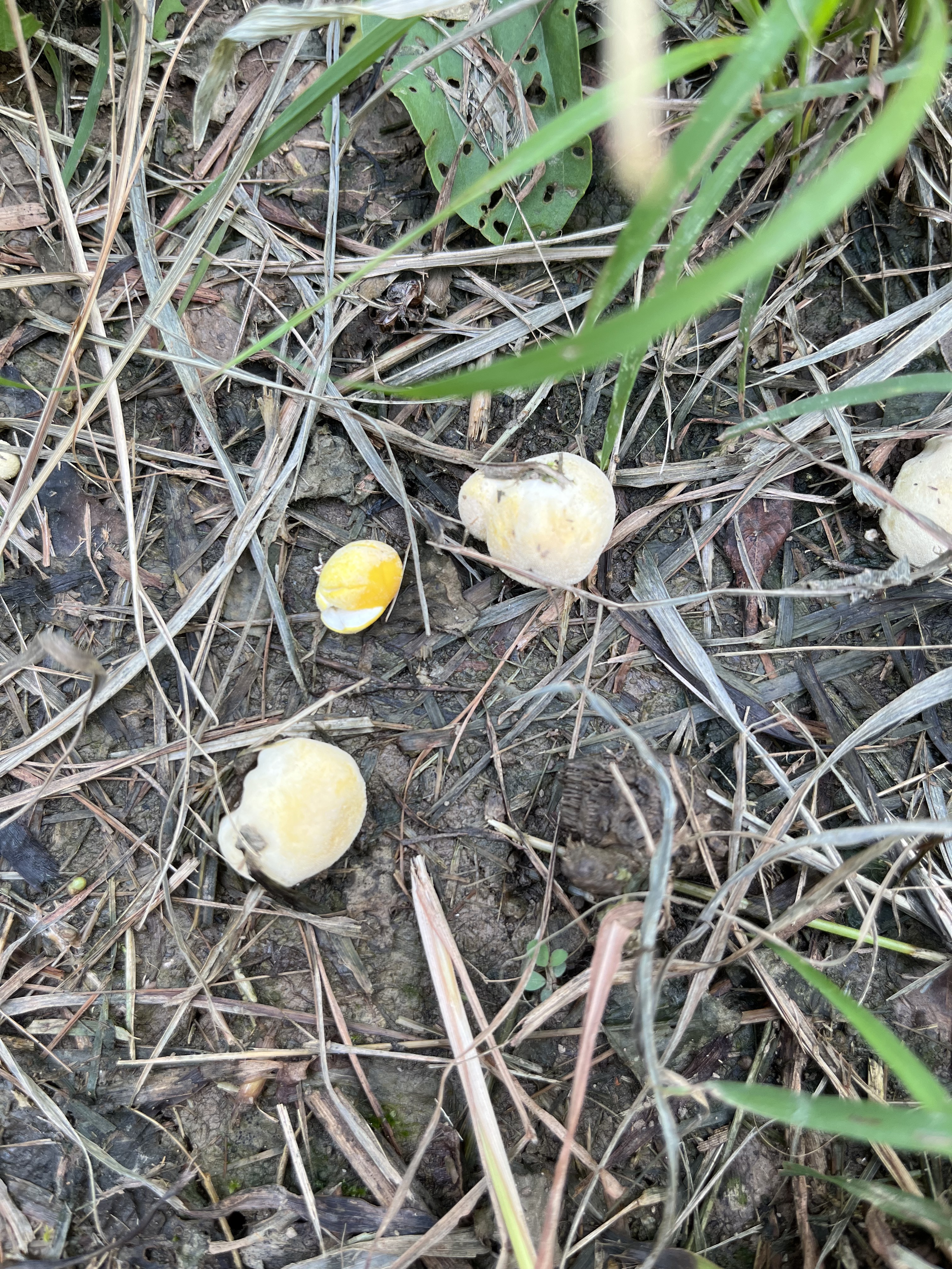 柠檬灰球菌参照种