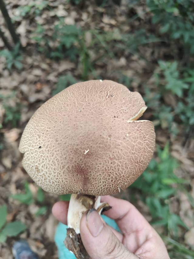 黄盖粉孢牛肝菌