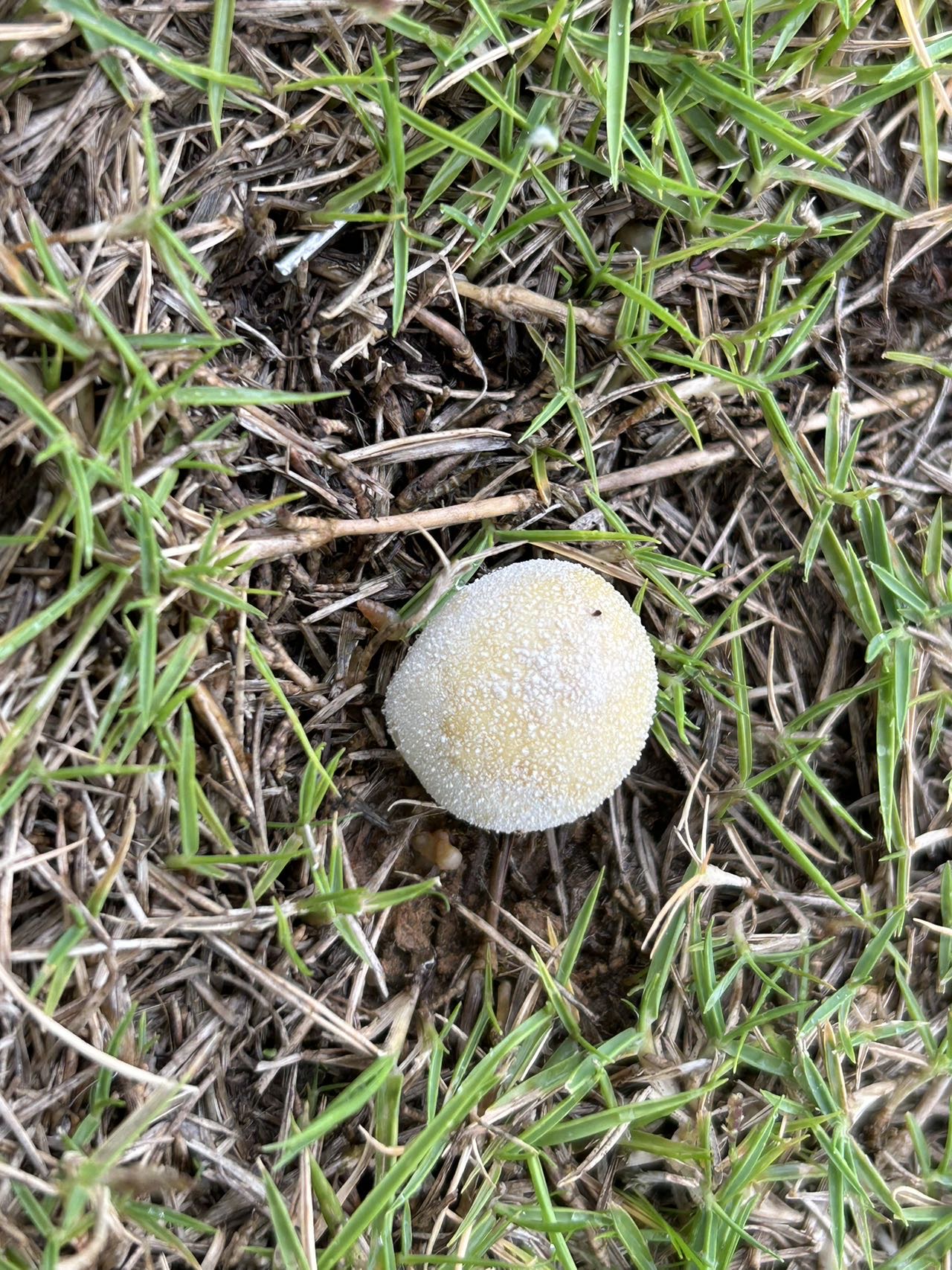 黄色灰球菌参照种