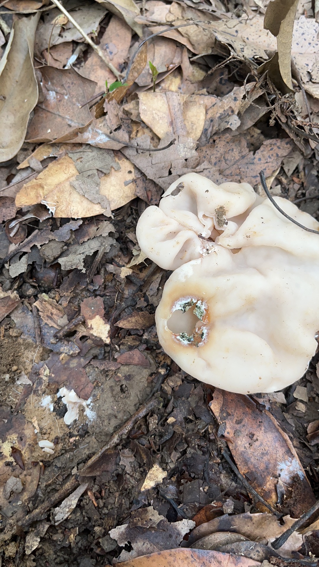 标本照片