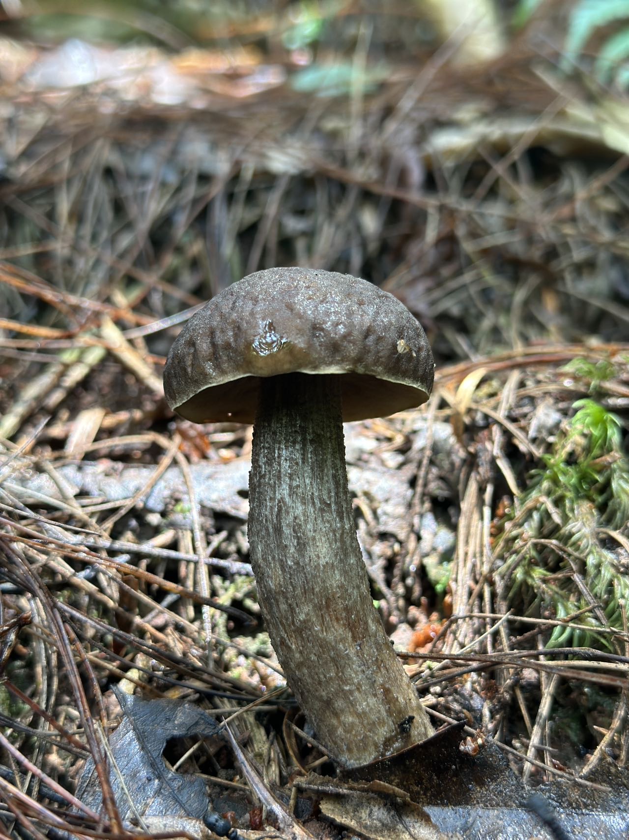 润滑锤舌菌