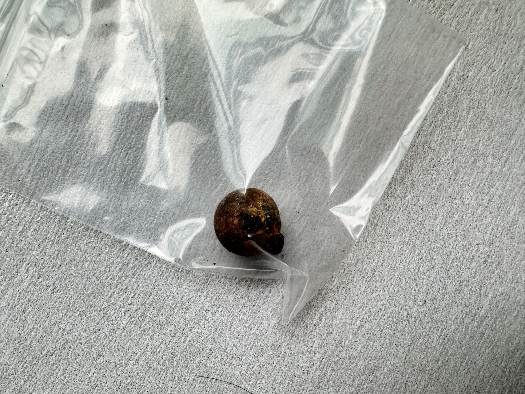 光硬皮马勃参照种