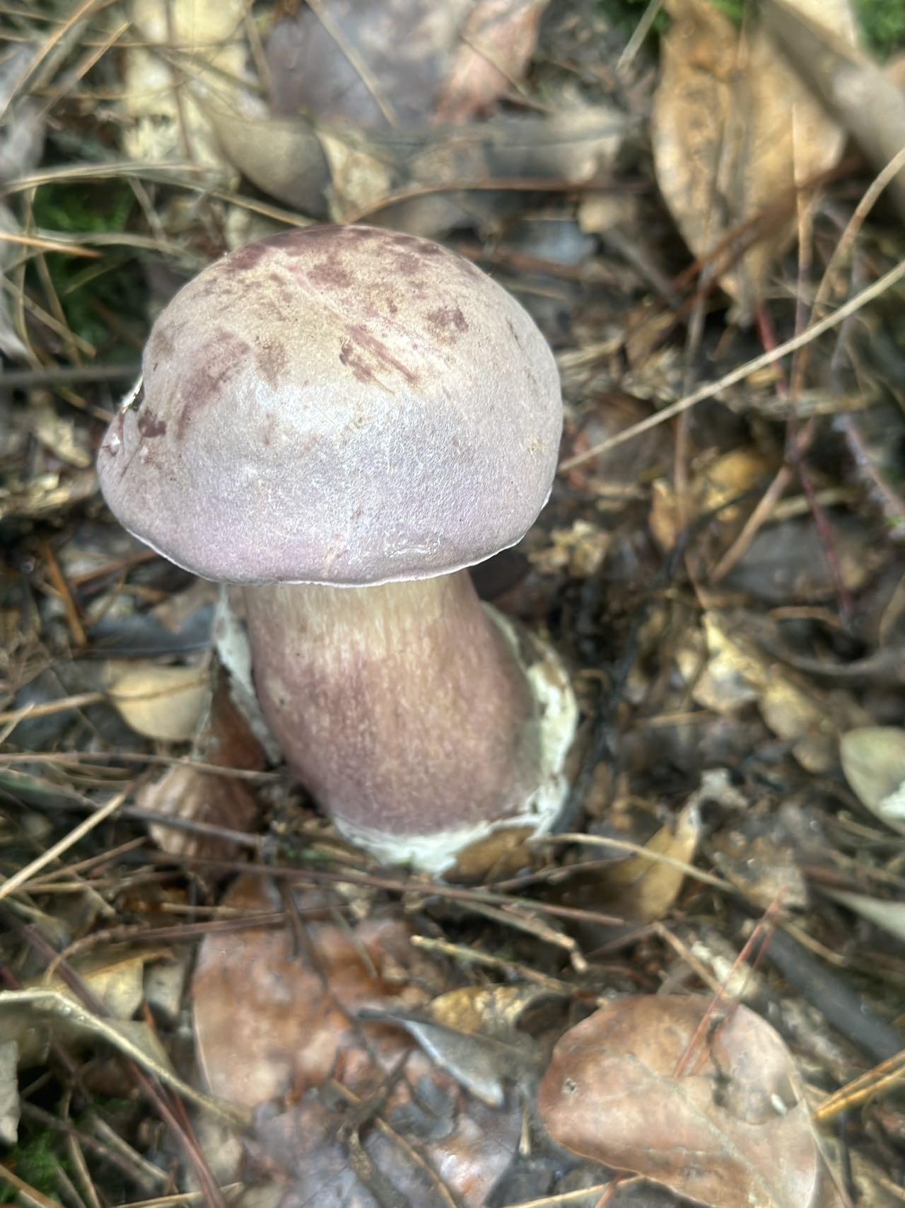 润滑锤舌菌