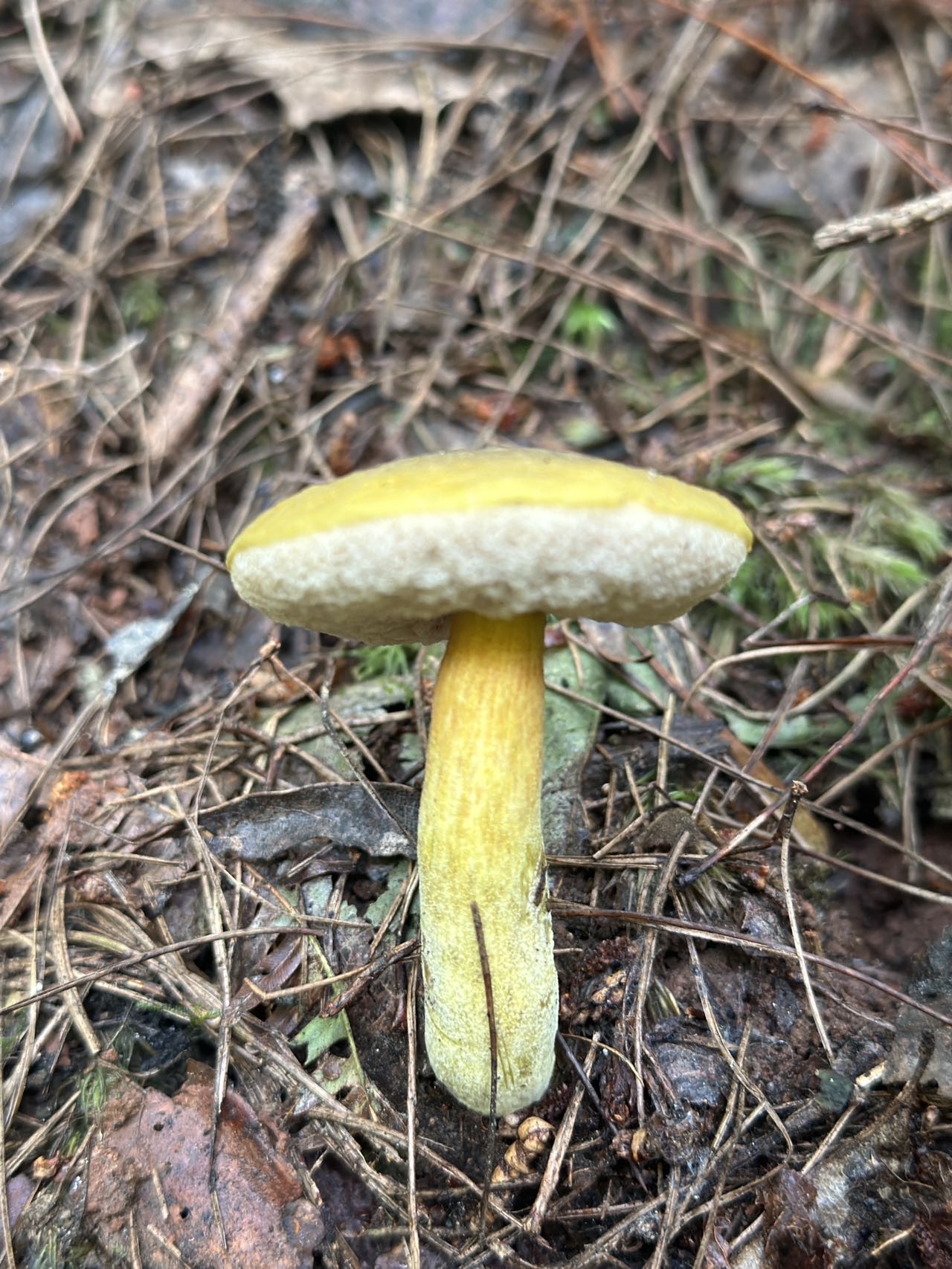 润滑锤舌菌