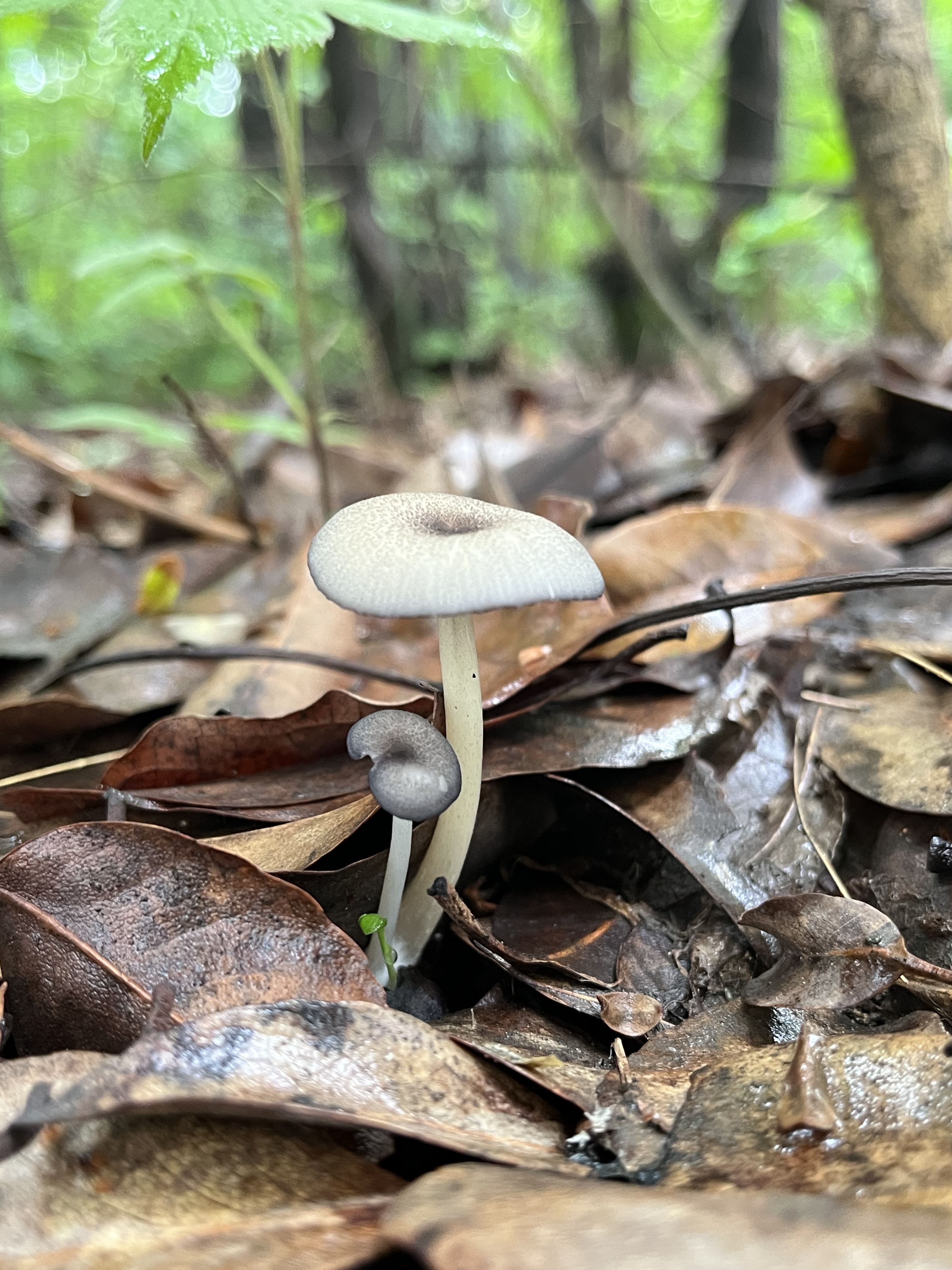 粉褶蕈