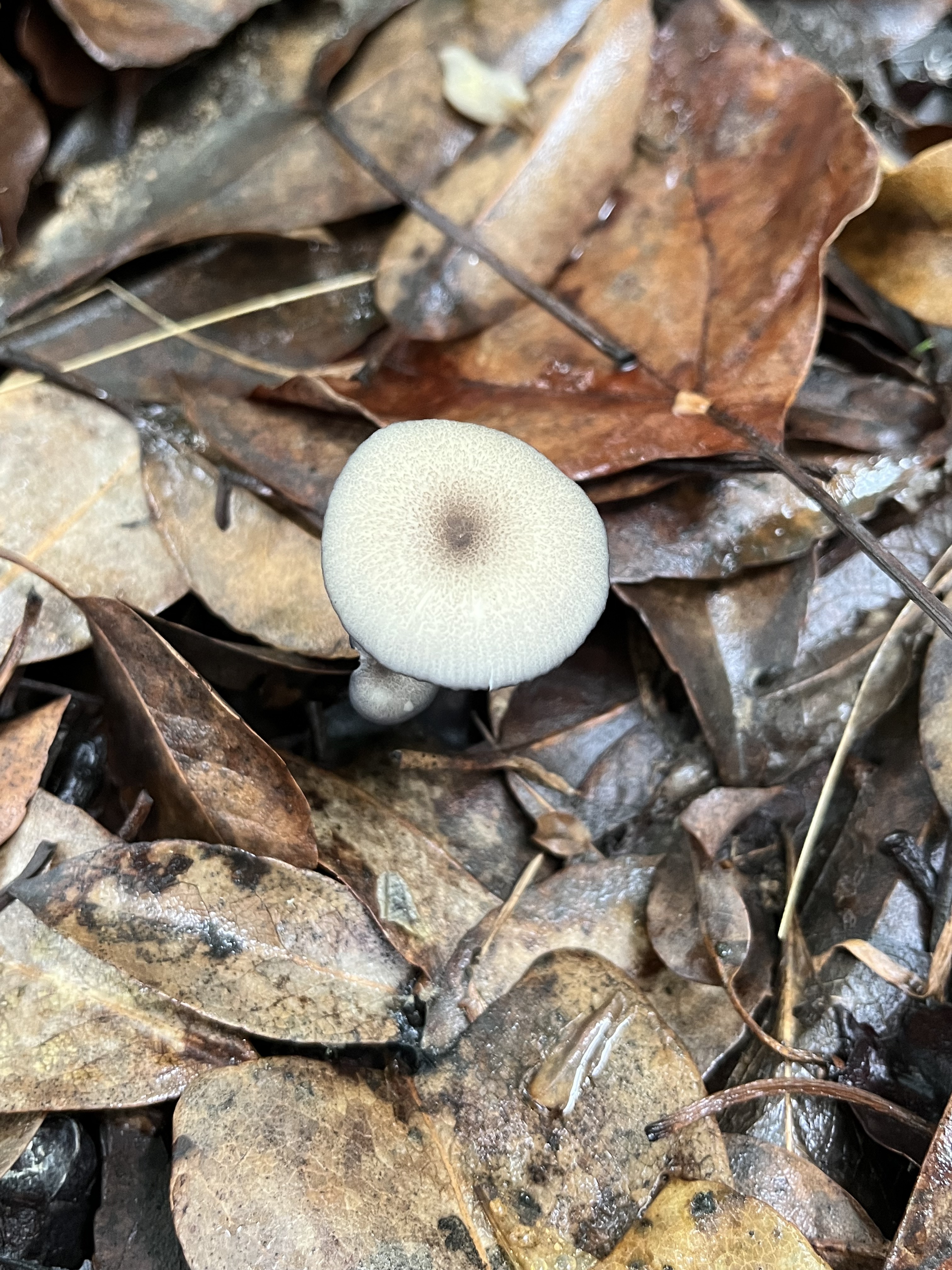 粉褶蕈