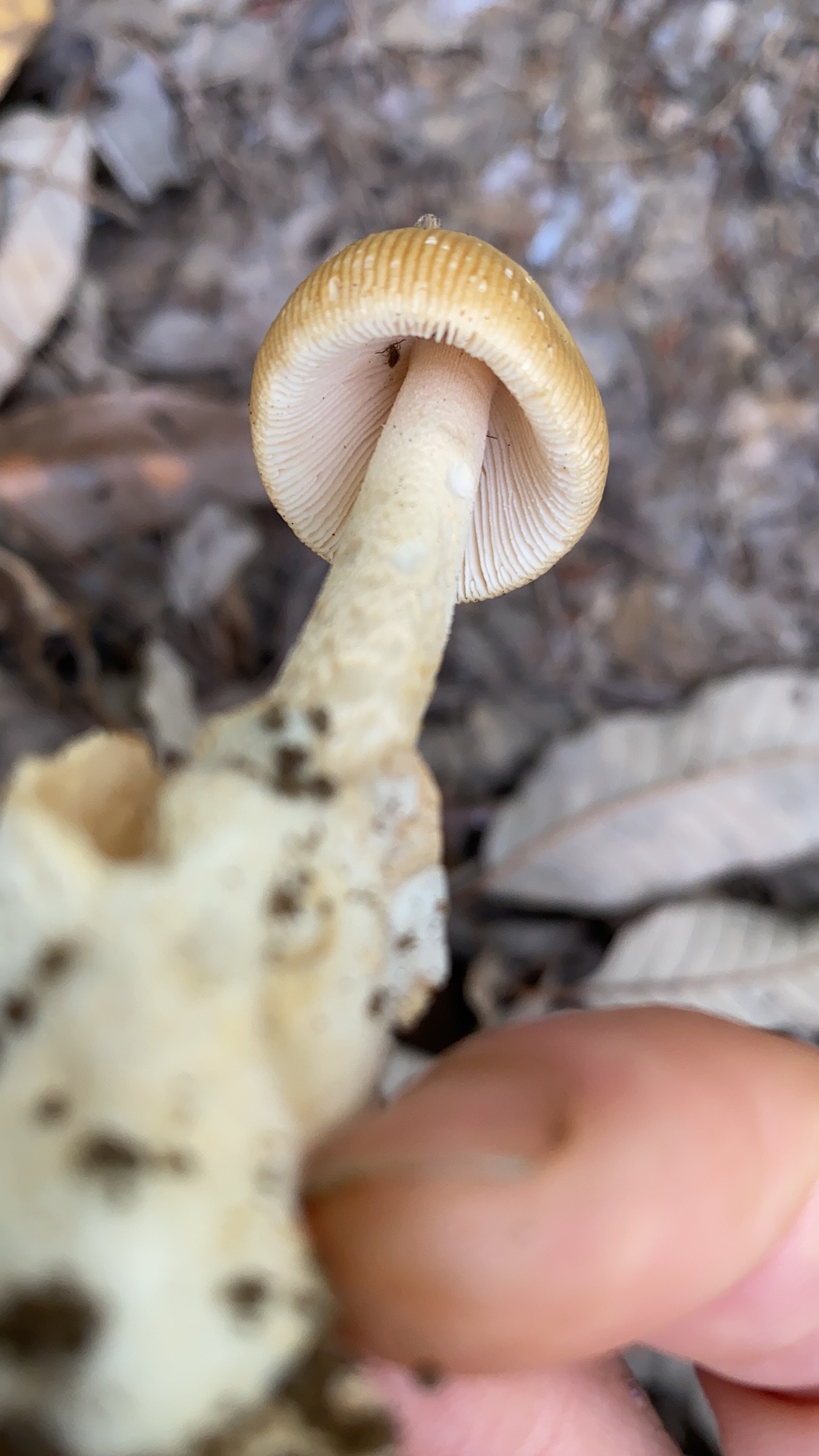 黄边鹅膏
