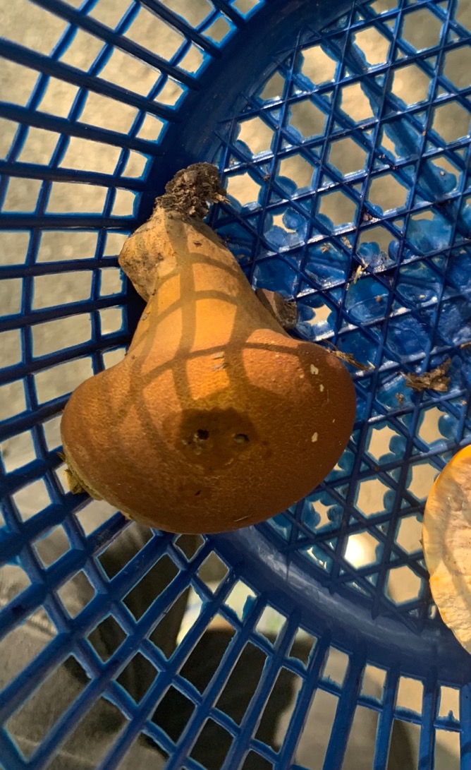 粟粒皮秃马勃参照种