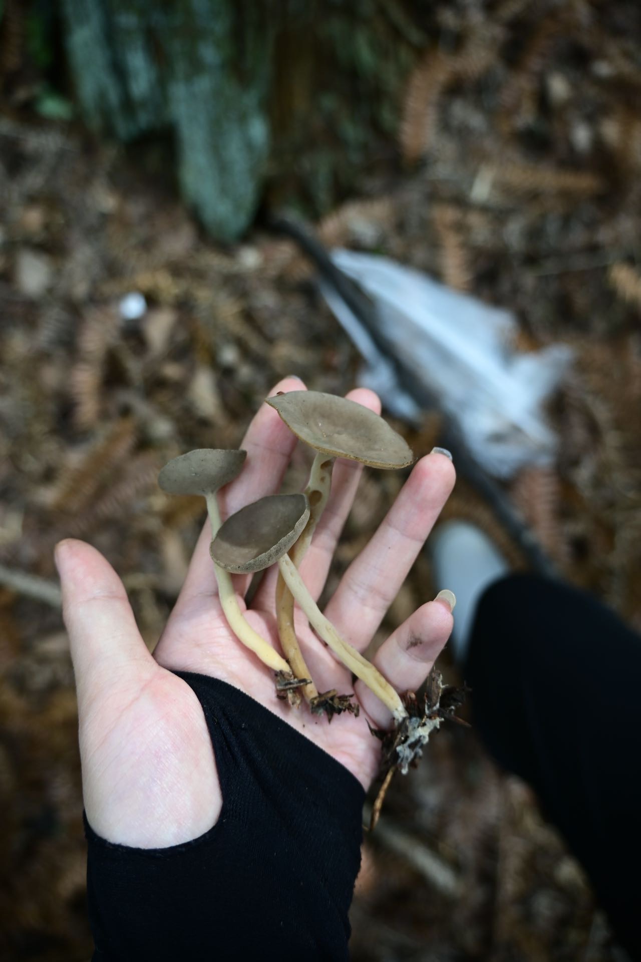 压缩马鞍菌近似种