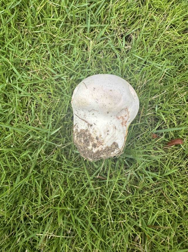 杯形秃马勃参照种