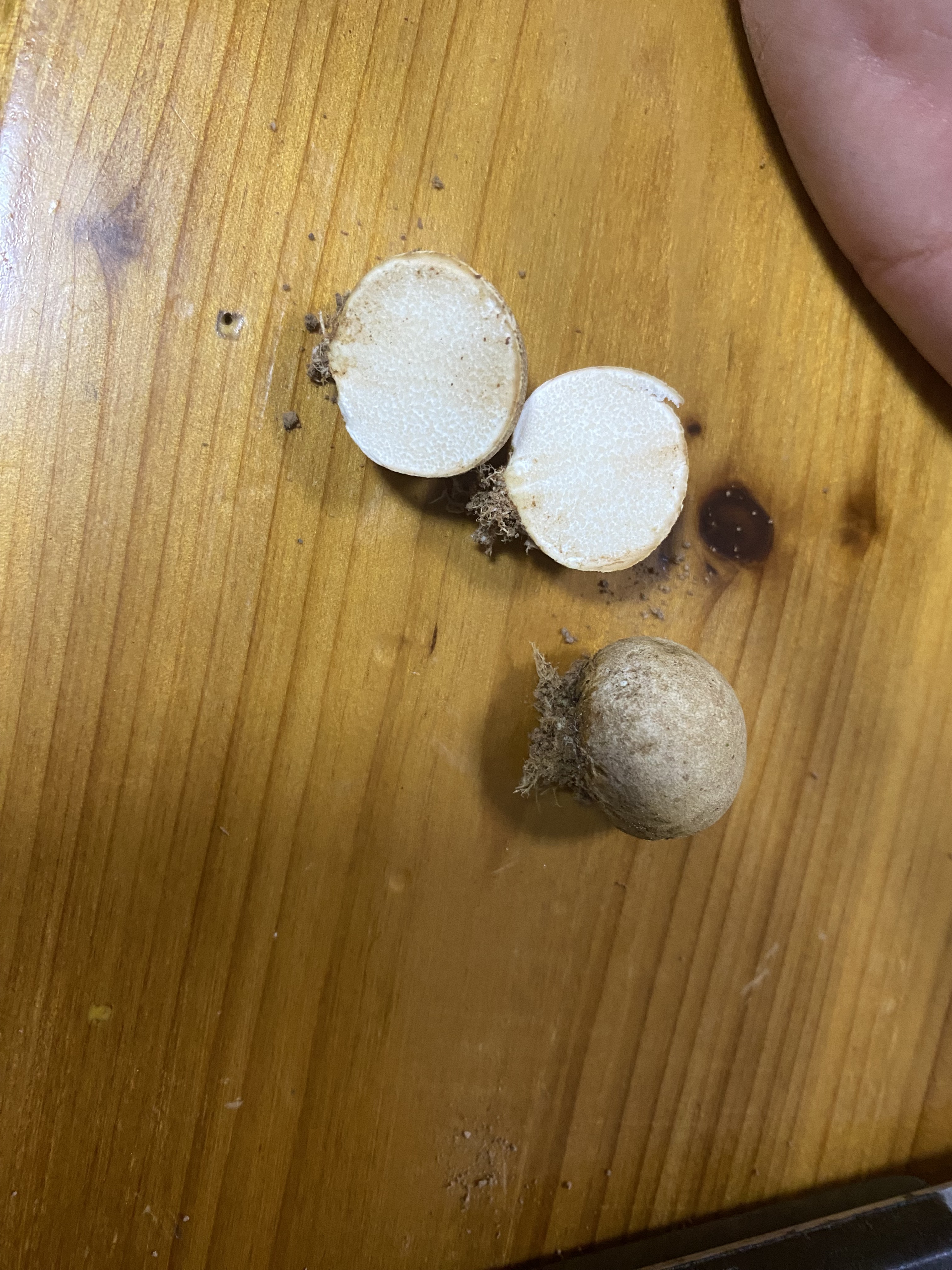 橙黄硬皮马勃参照种