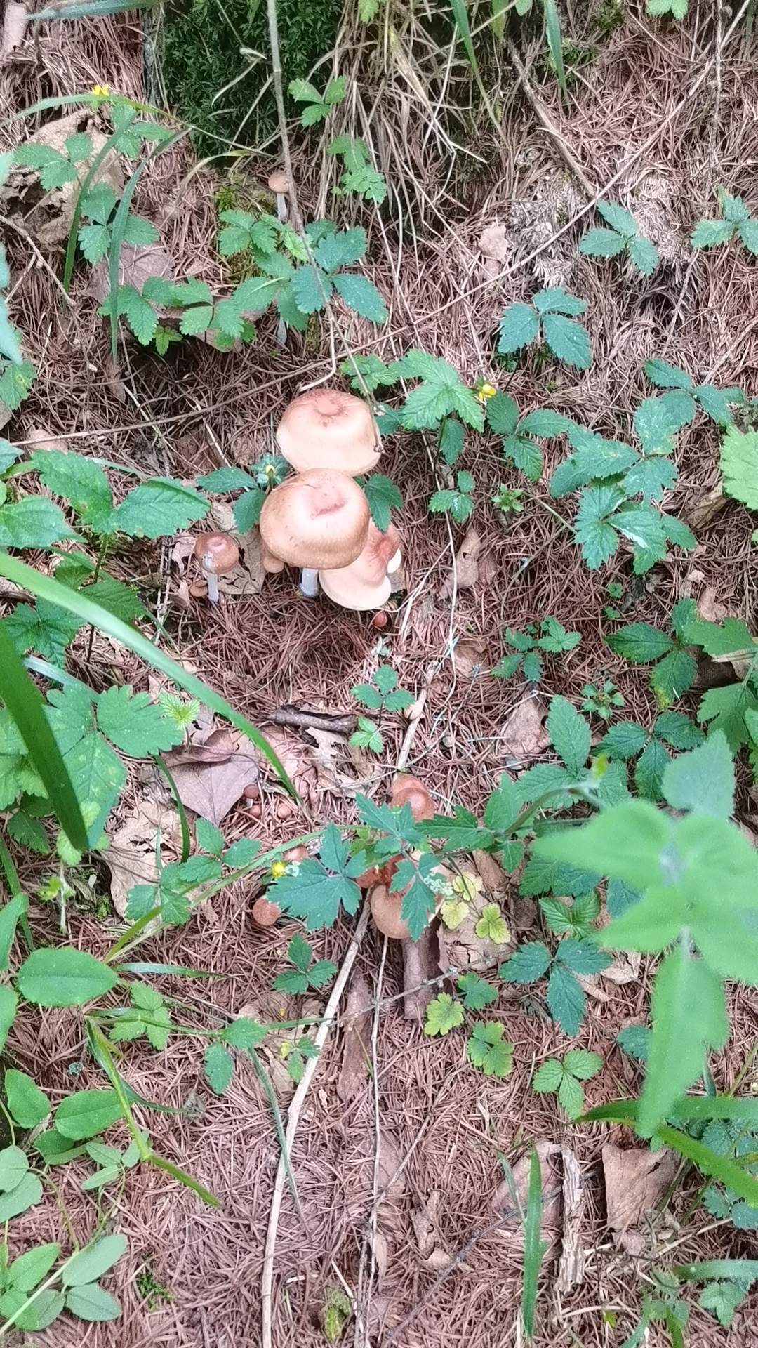 密褶裸脚伞