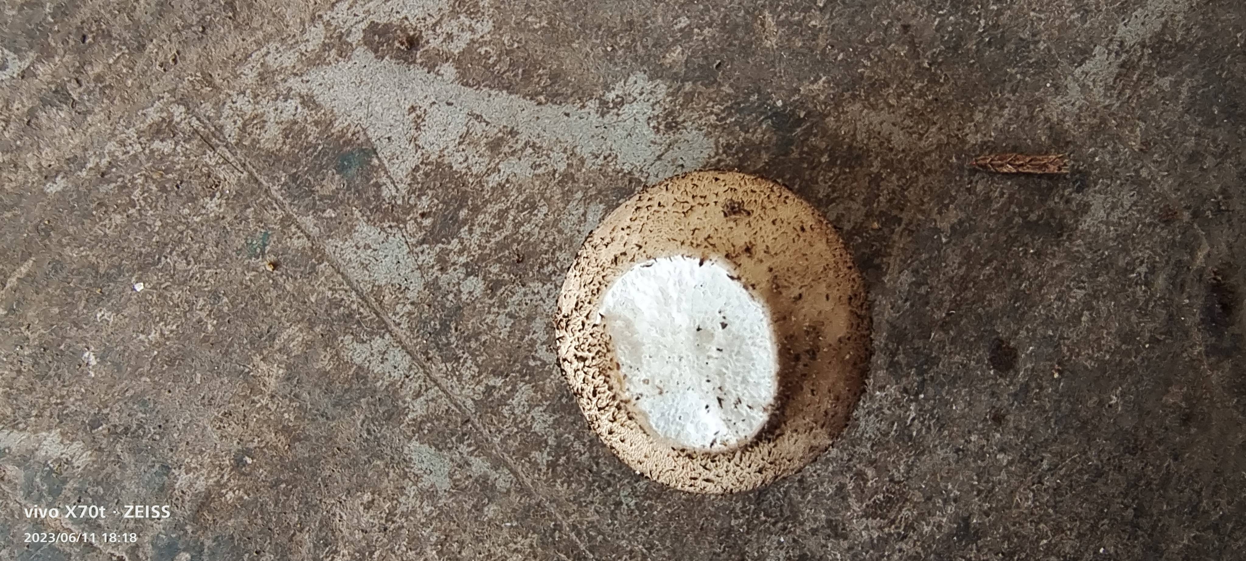 灰疣硬皮马勃参照种 等