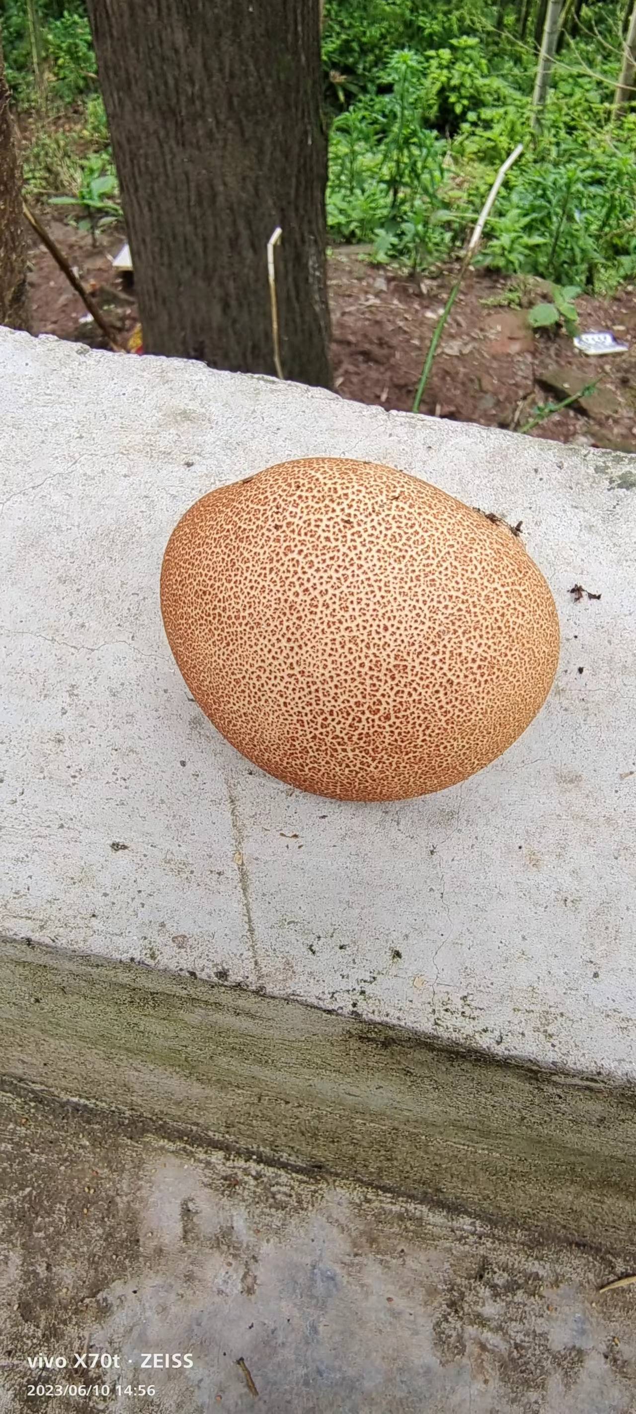 兰宾马勃参照种 等