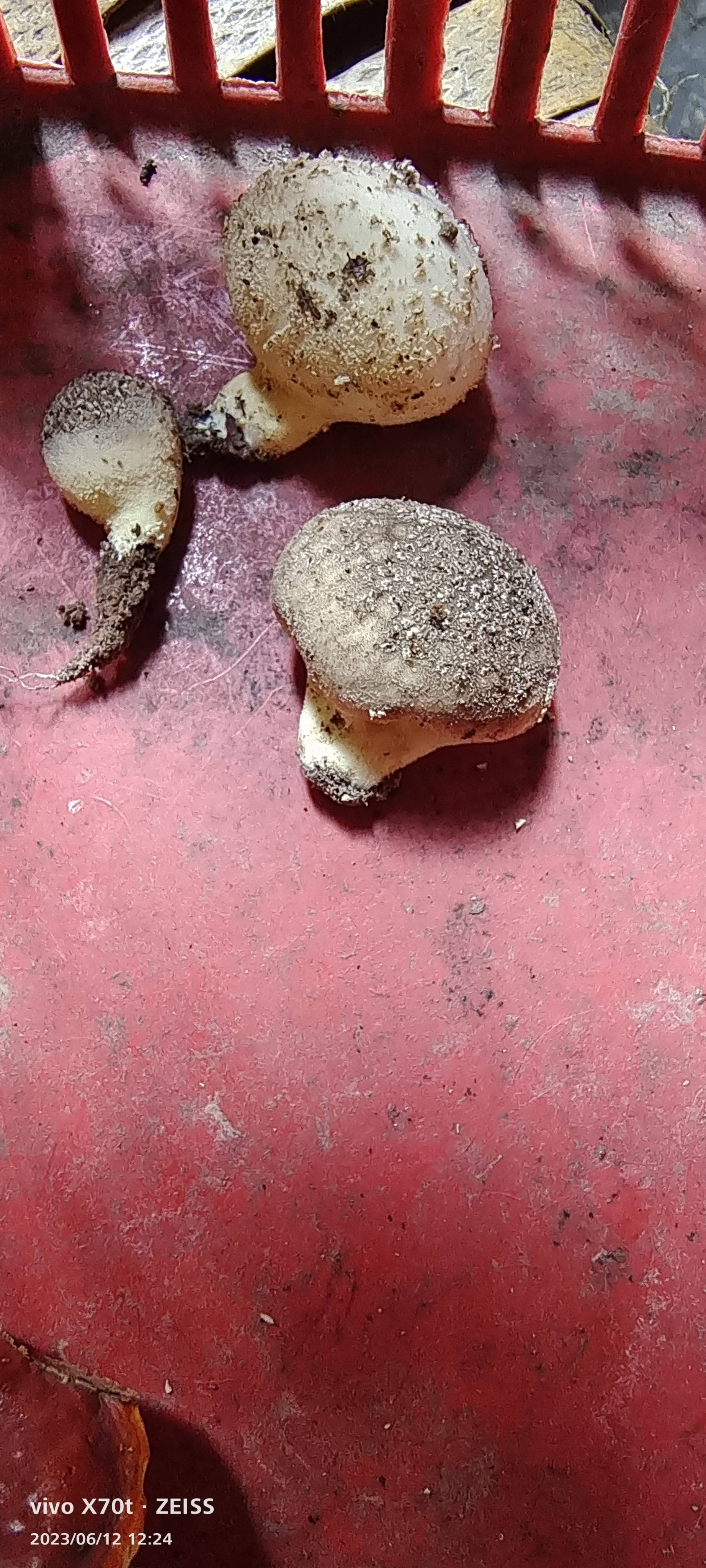 灰疣硬皮马勃参照种 等