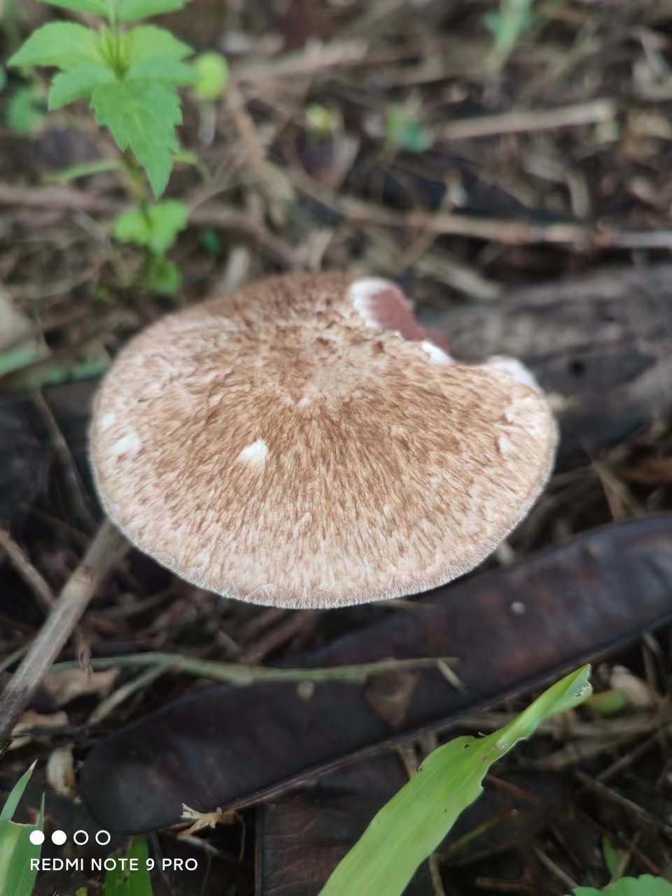 皮尔逊蘑菇近缘种