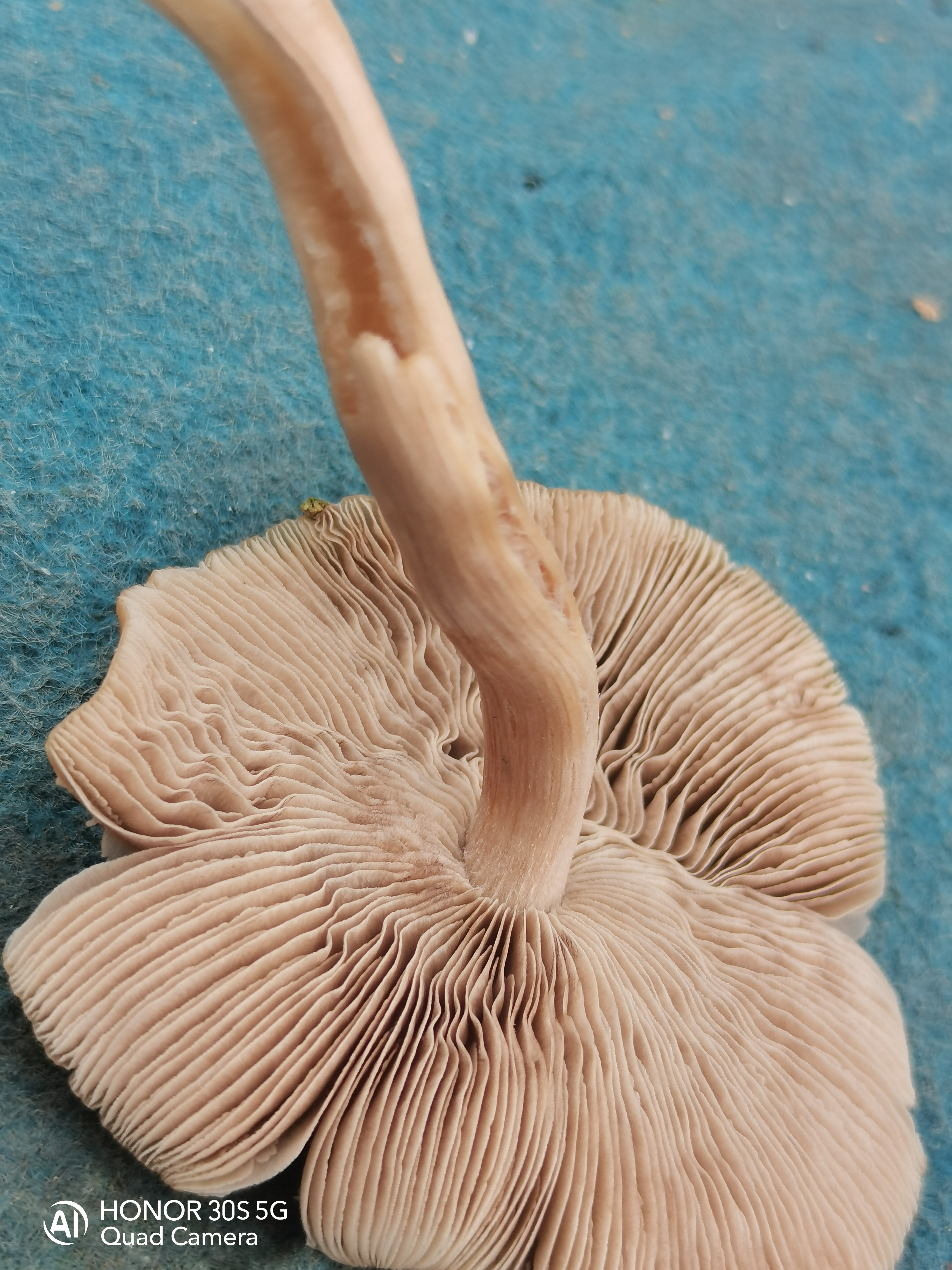 标本照片