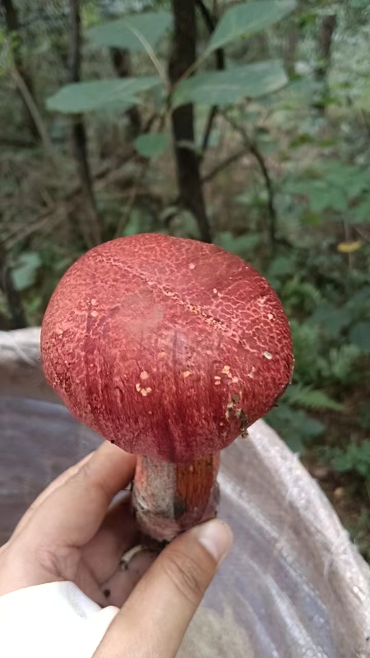 蛇皮红孔牛肝菌
