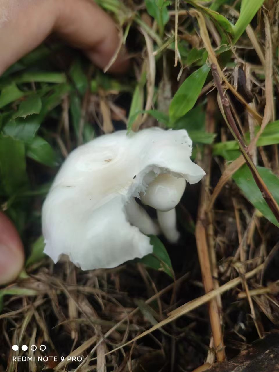 鉴定失败