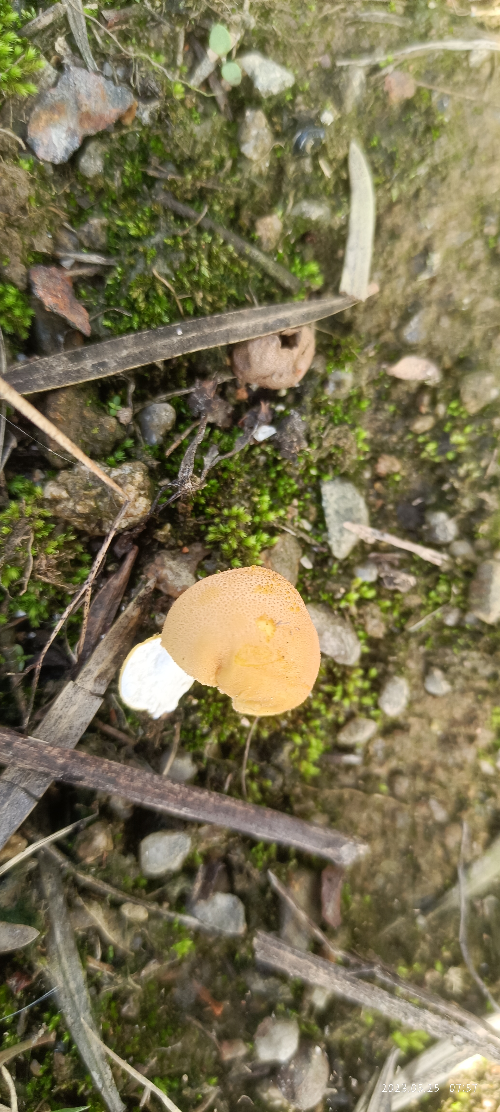 网纹马勃参照种