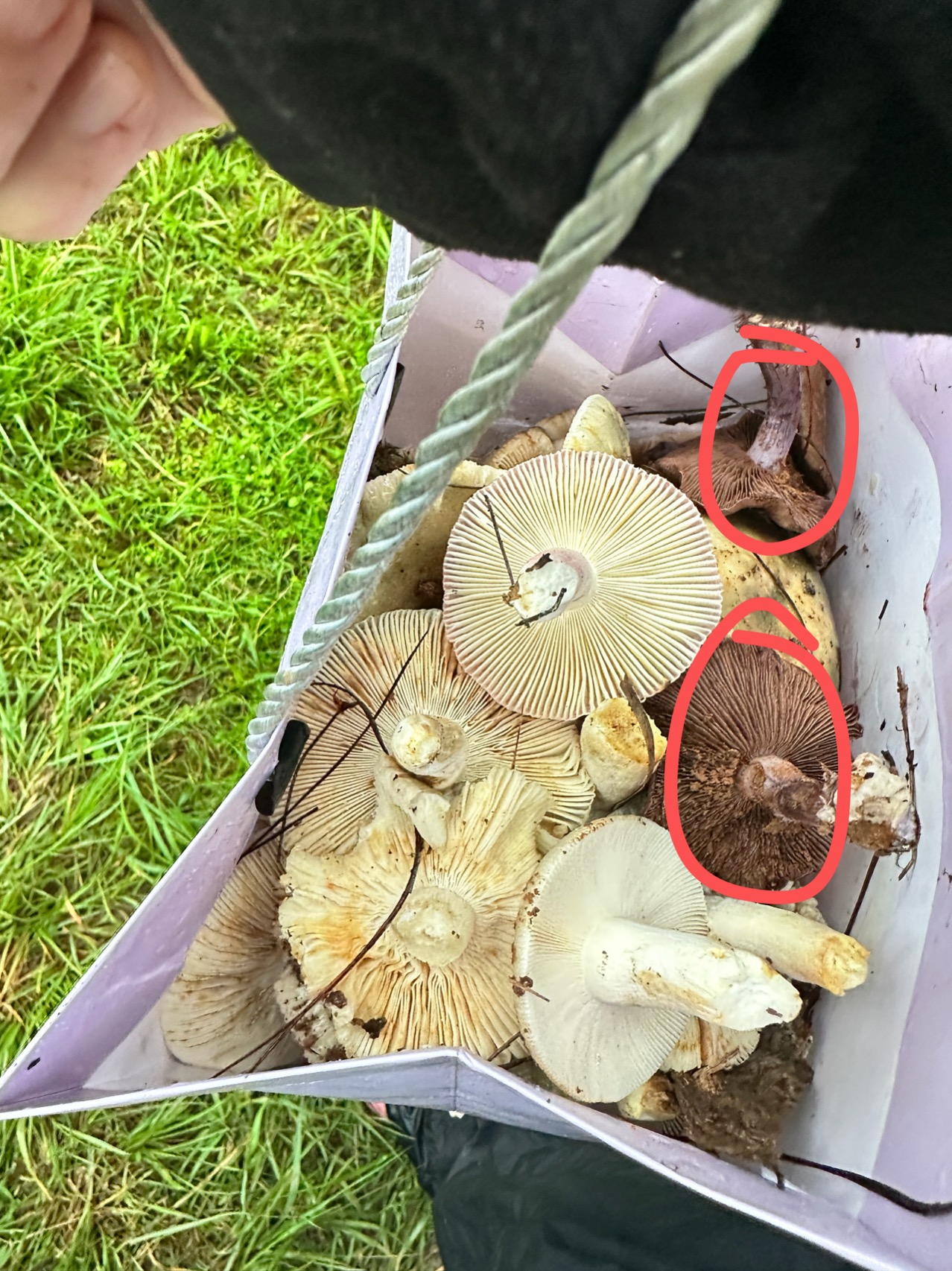 中华紫萨氏丝膜菌