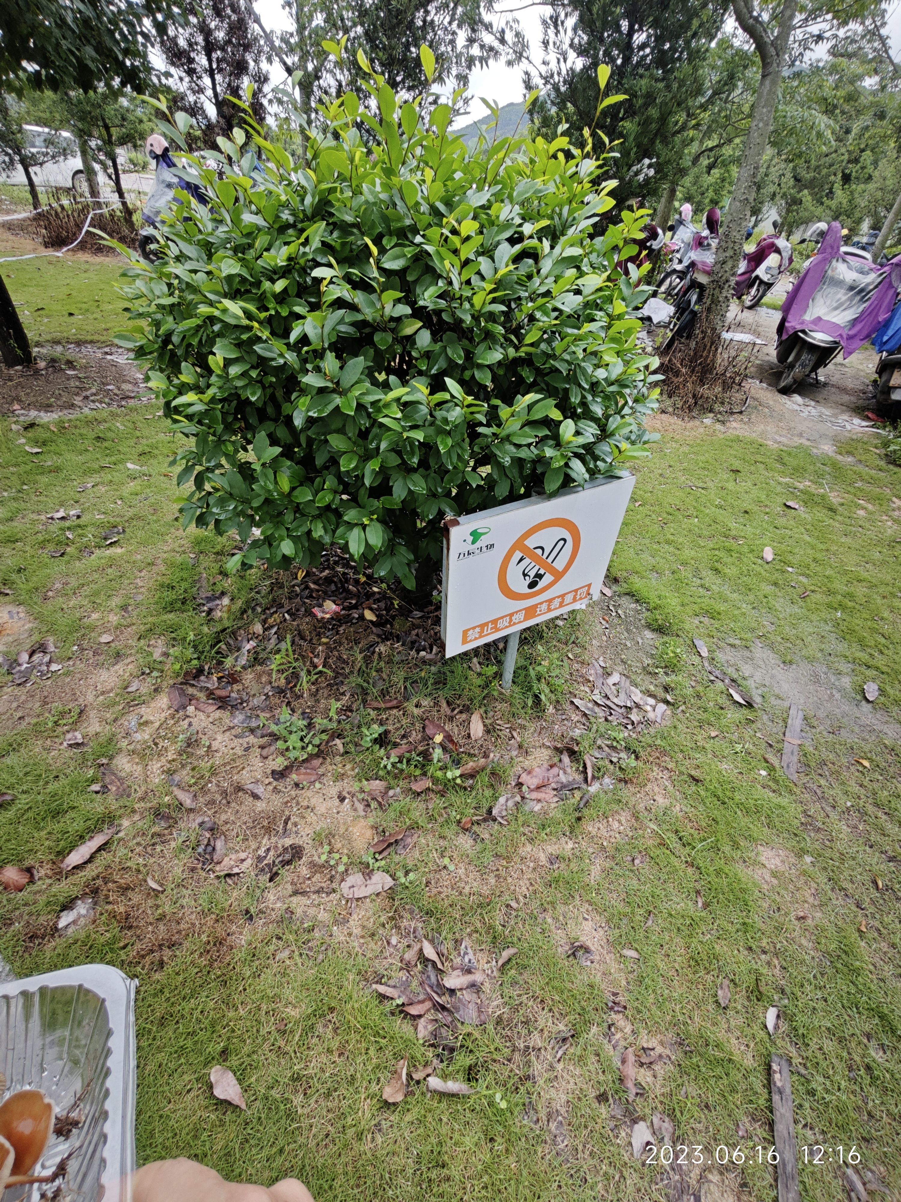茂繁拟金钱菌