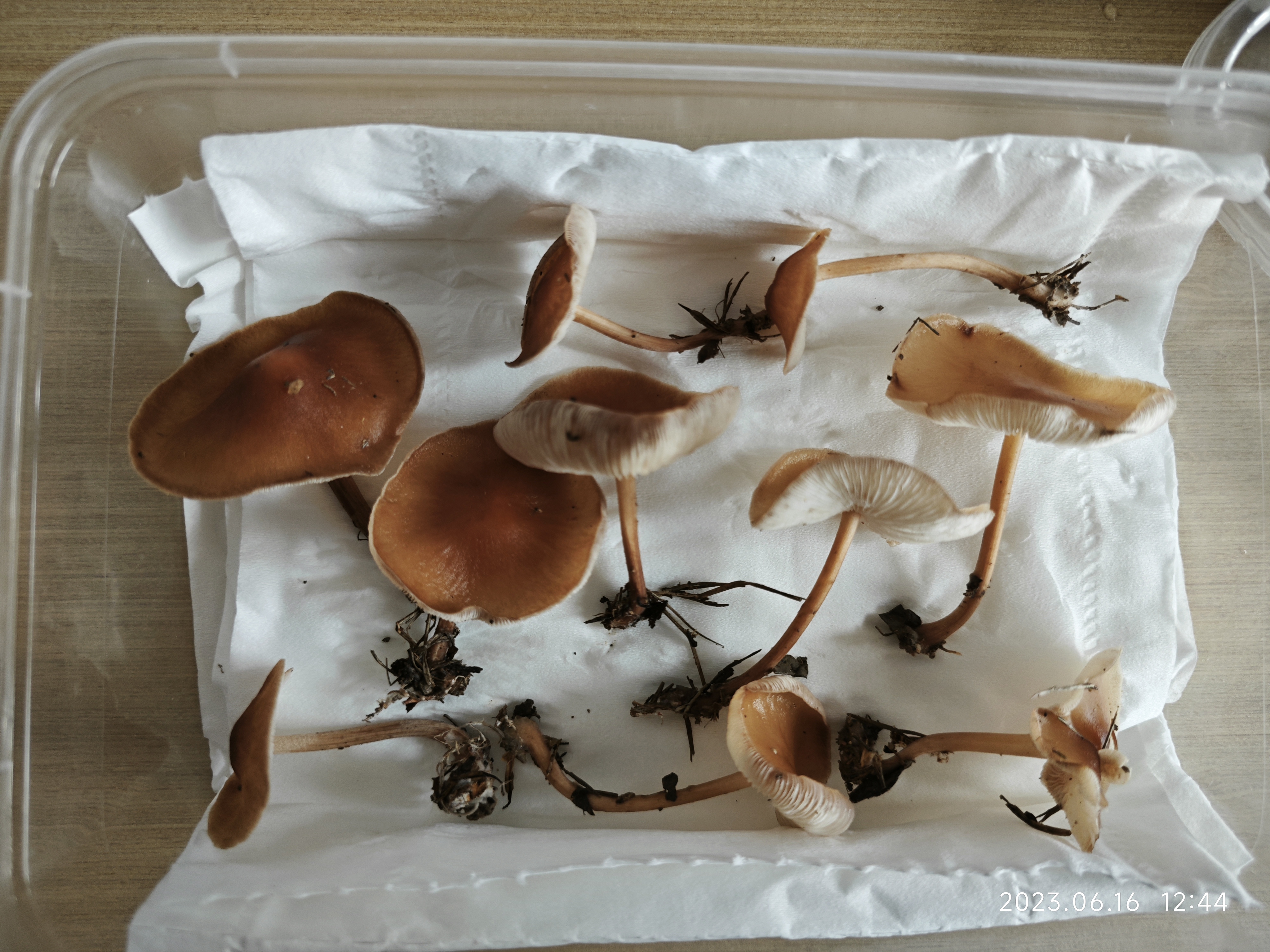 茂繁拟金钱菌
