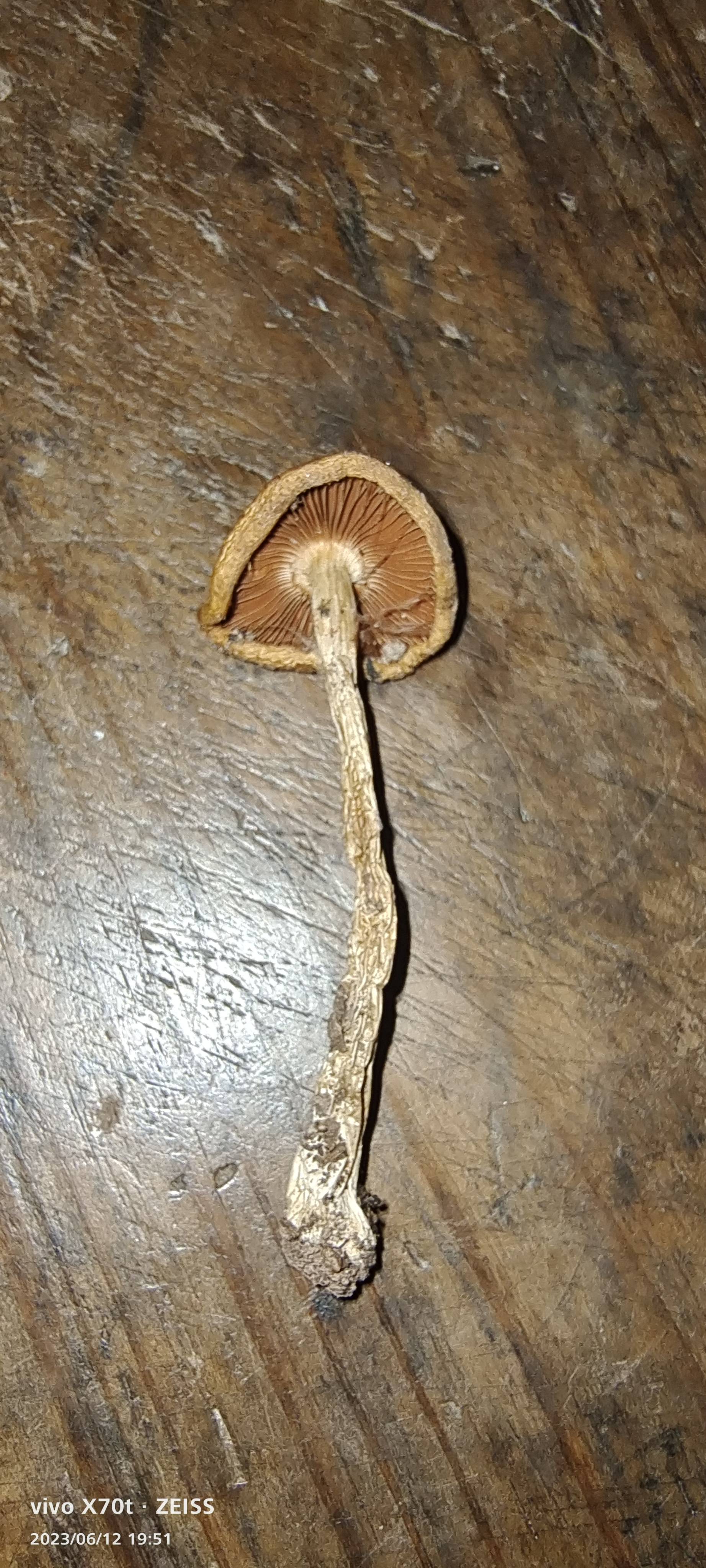 高山丝膜菌