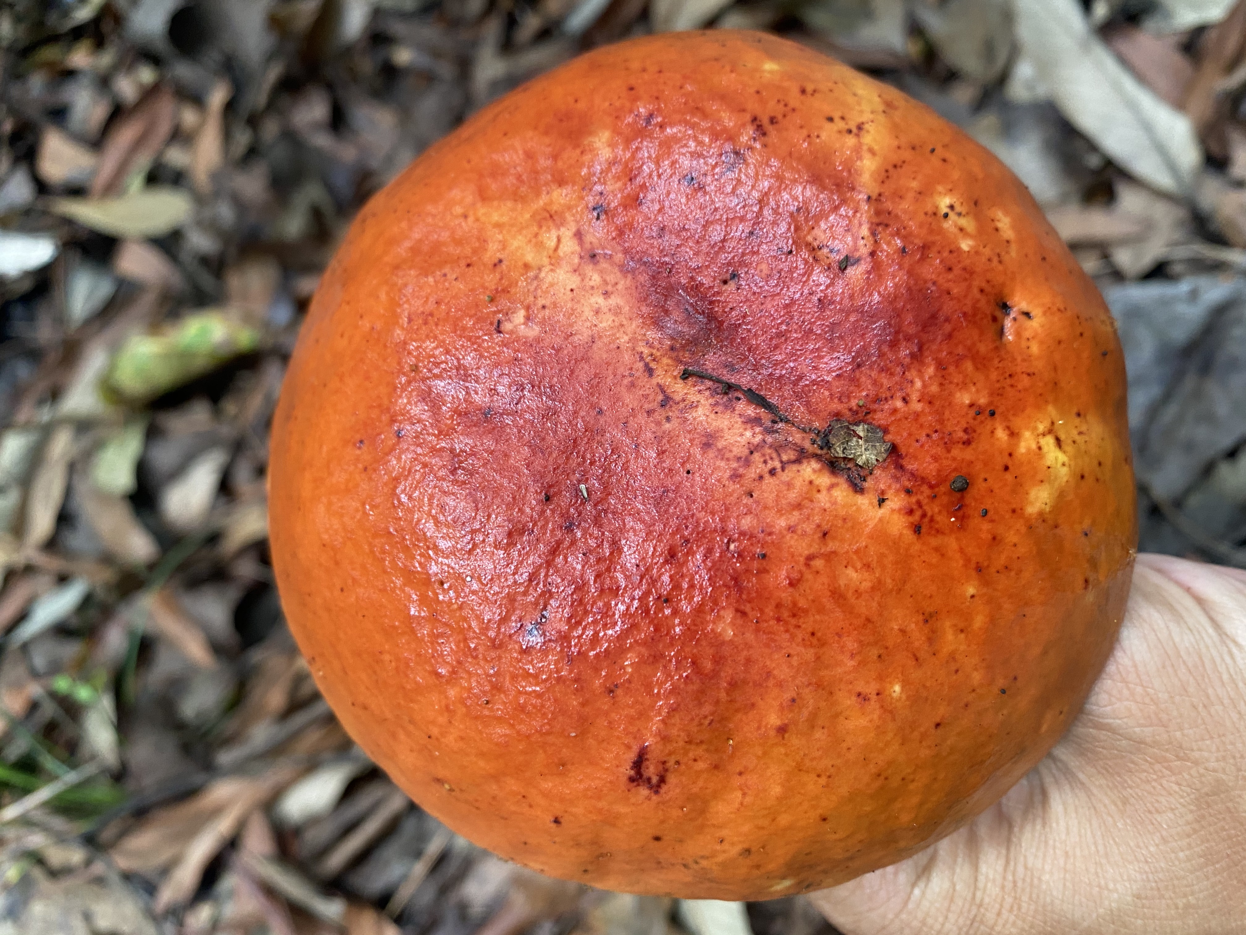 宽孢红孔牛肝菌