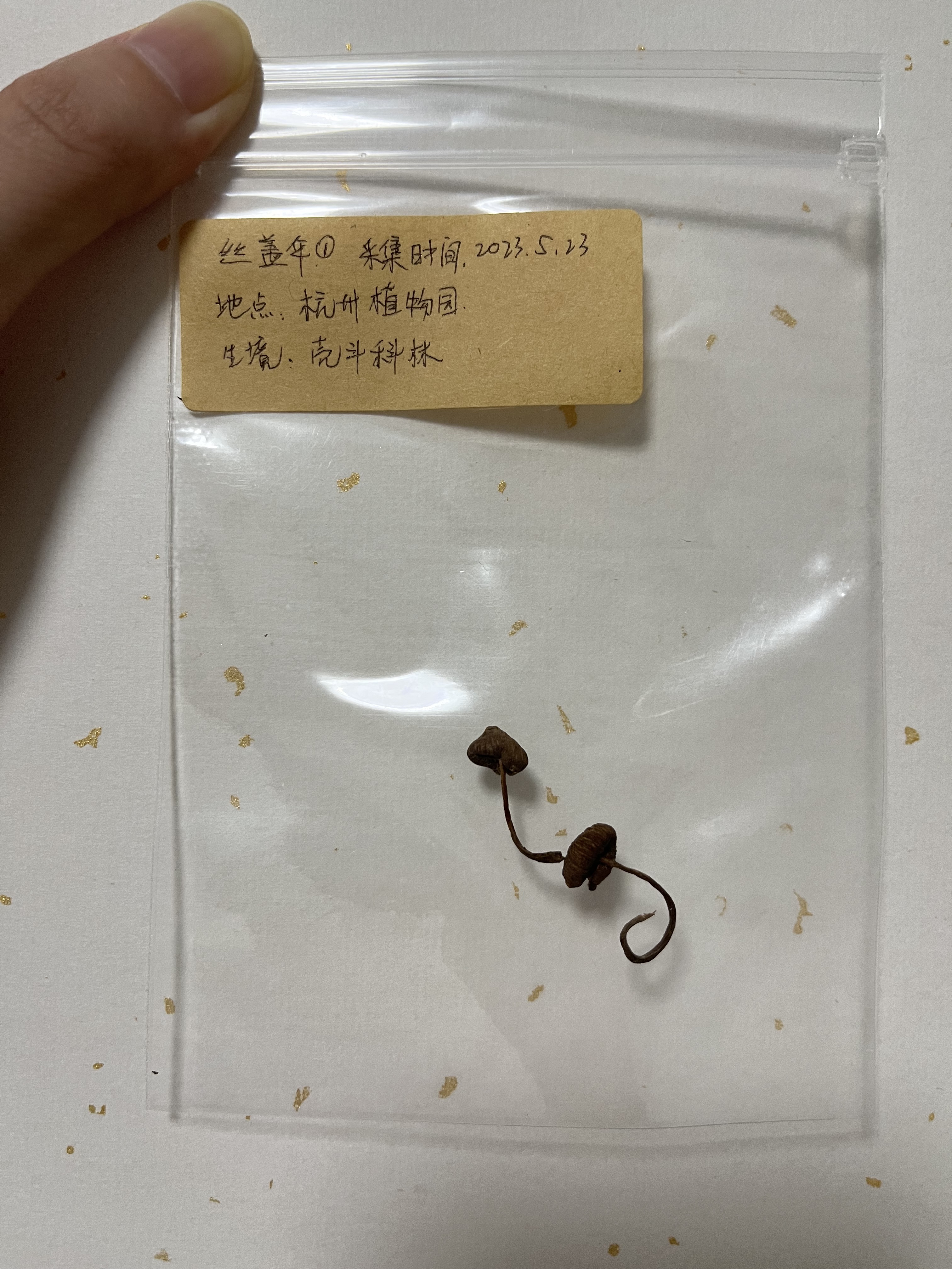 丝盖伞属