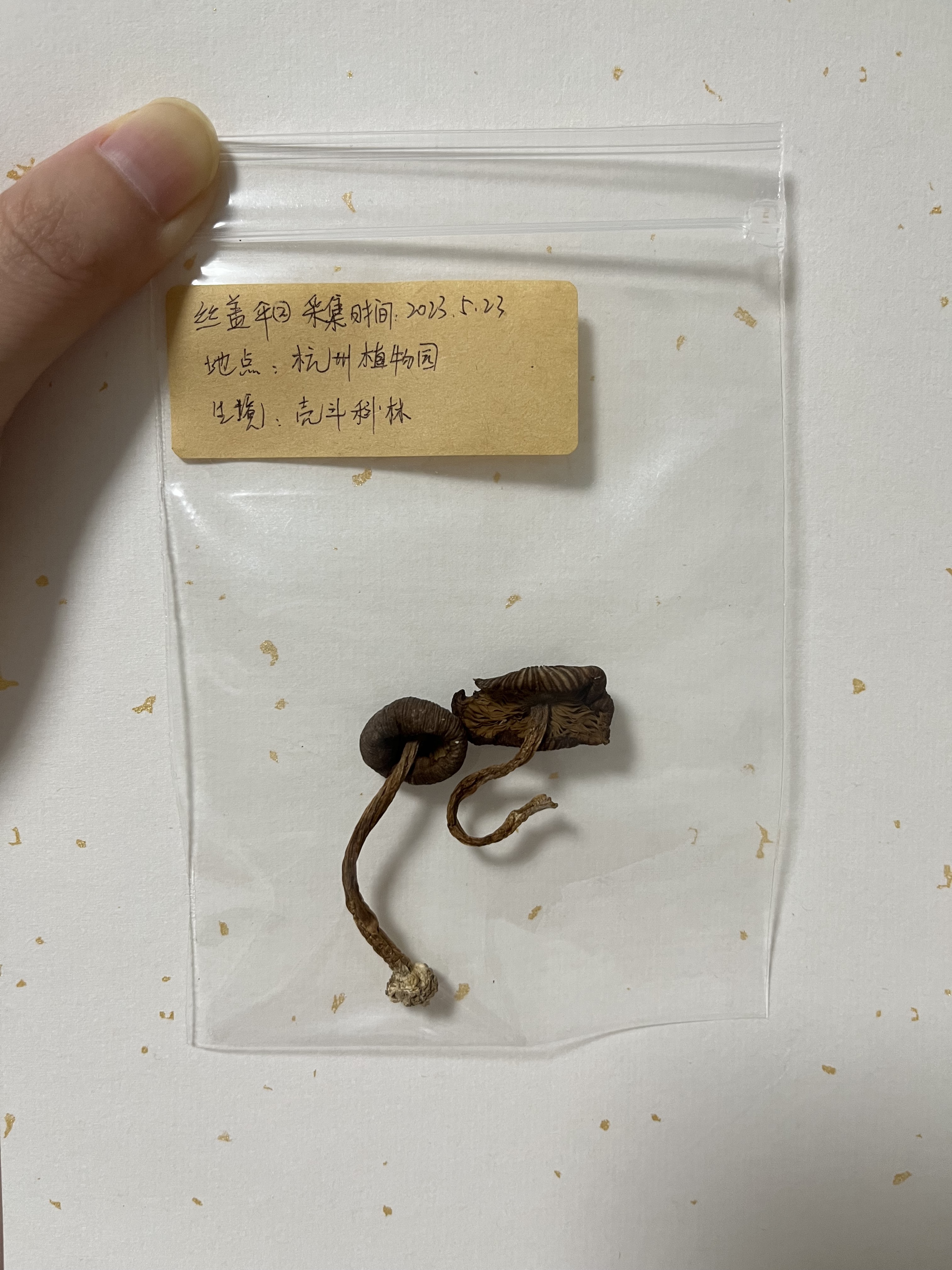 标本照片
