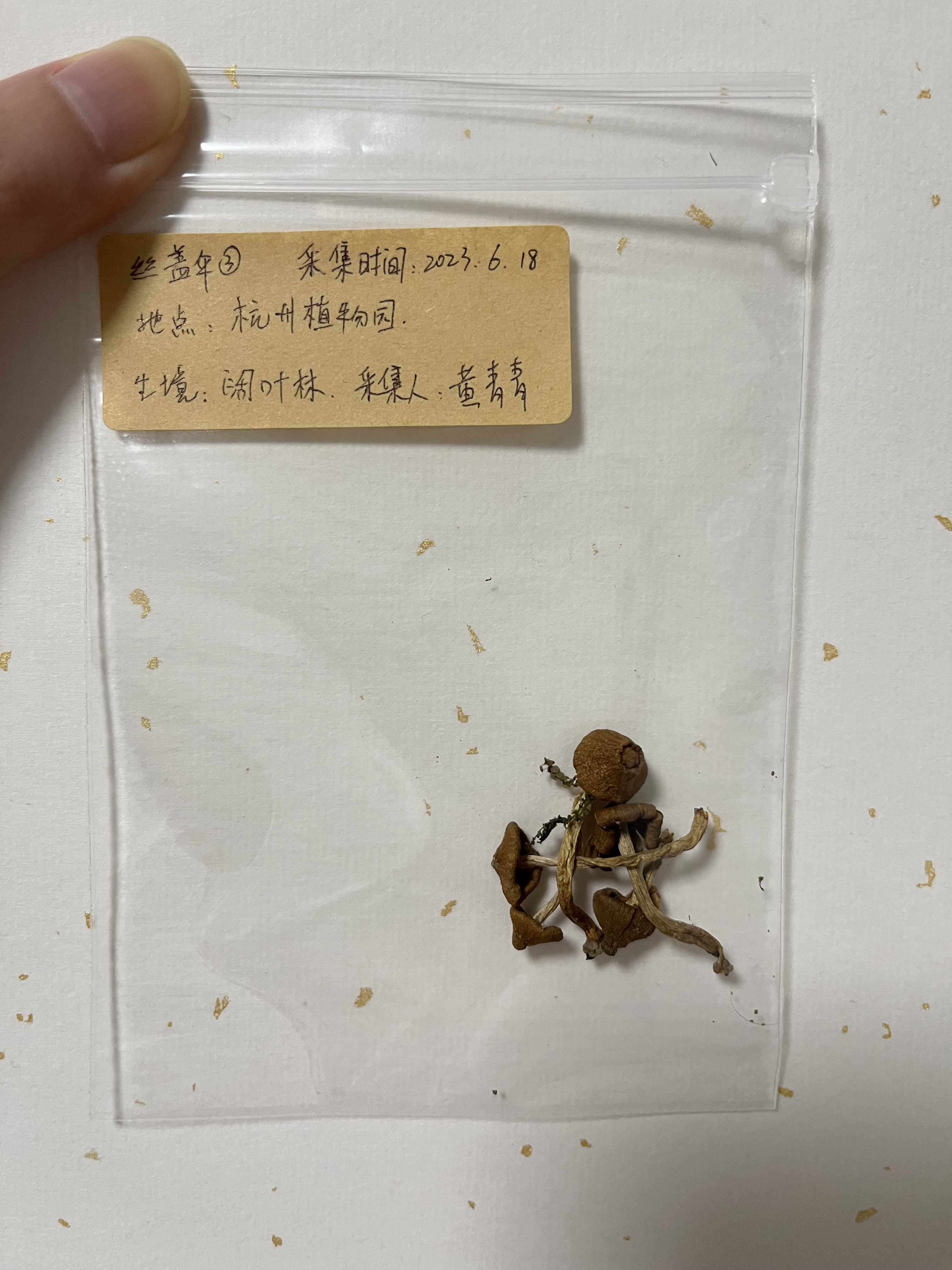 橙顶茸盖伞