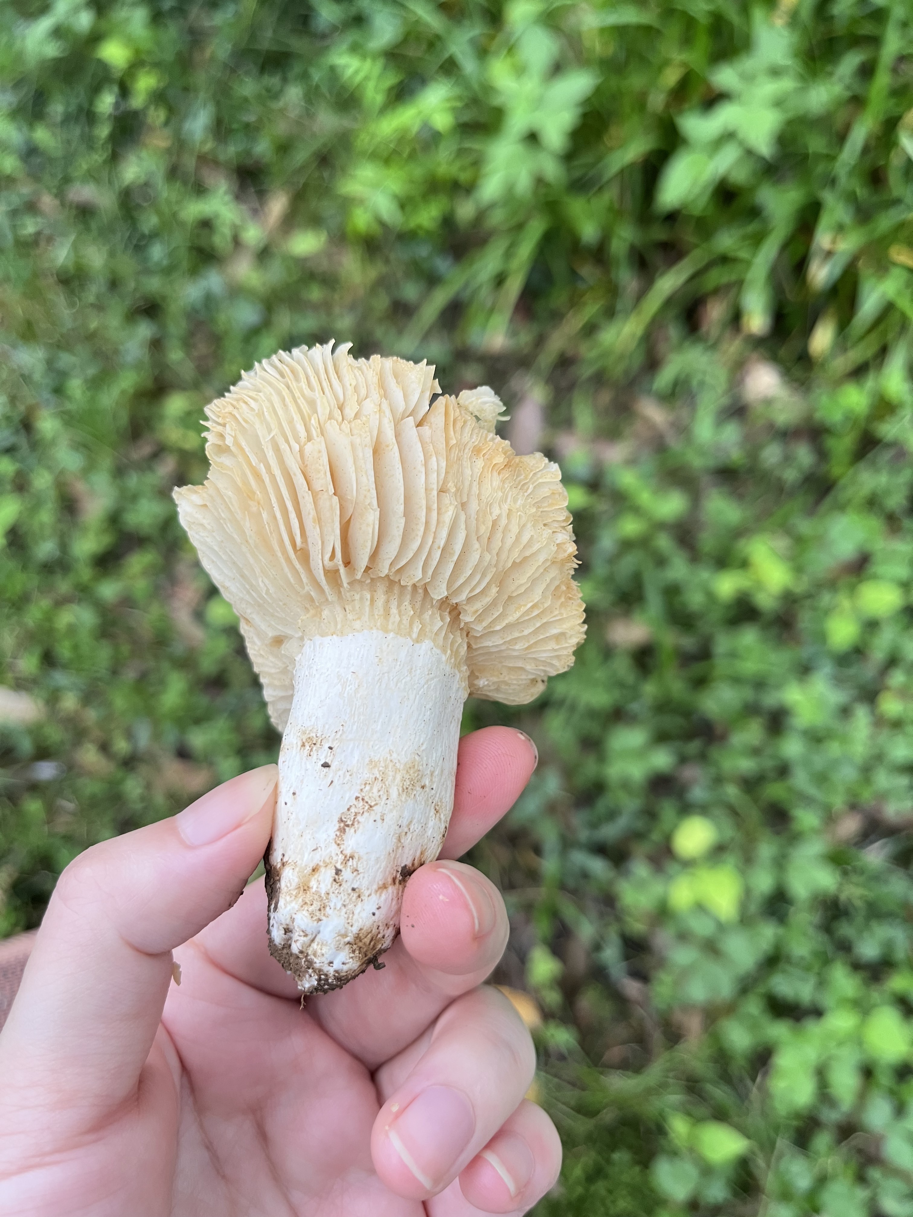 标本照片