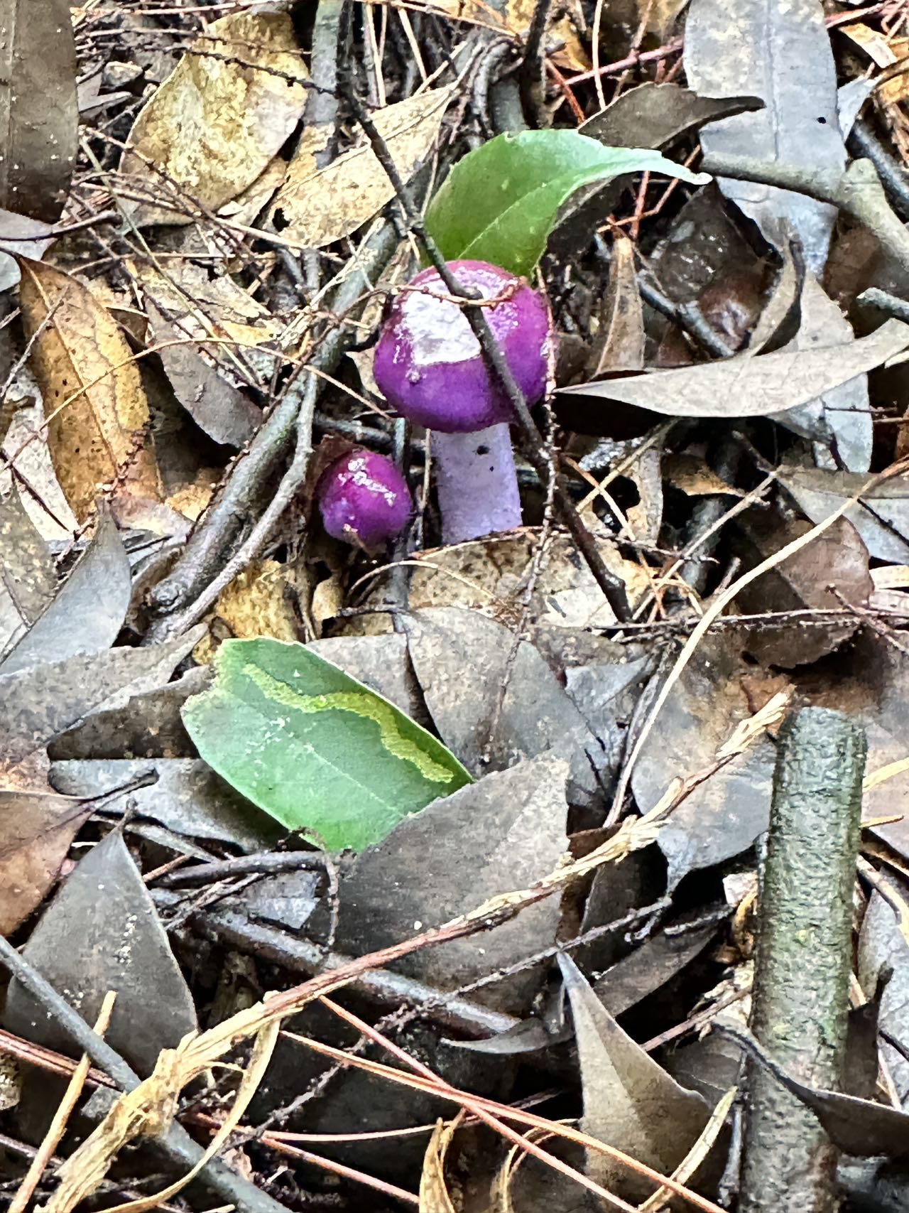 丝膜菌