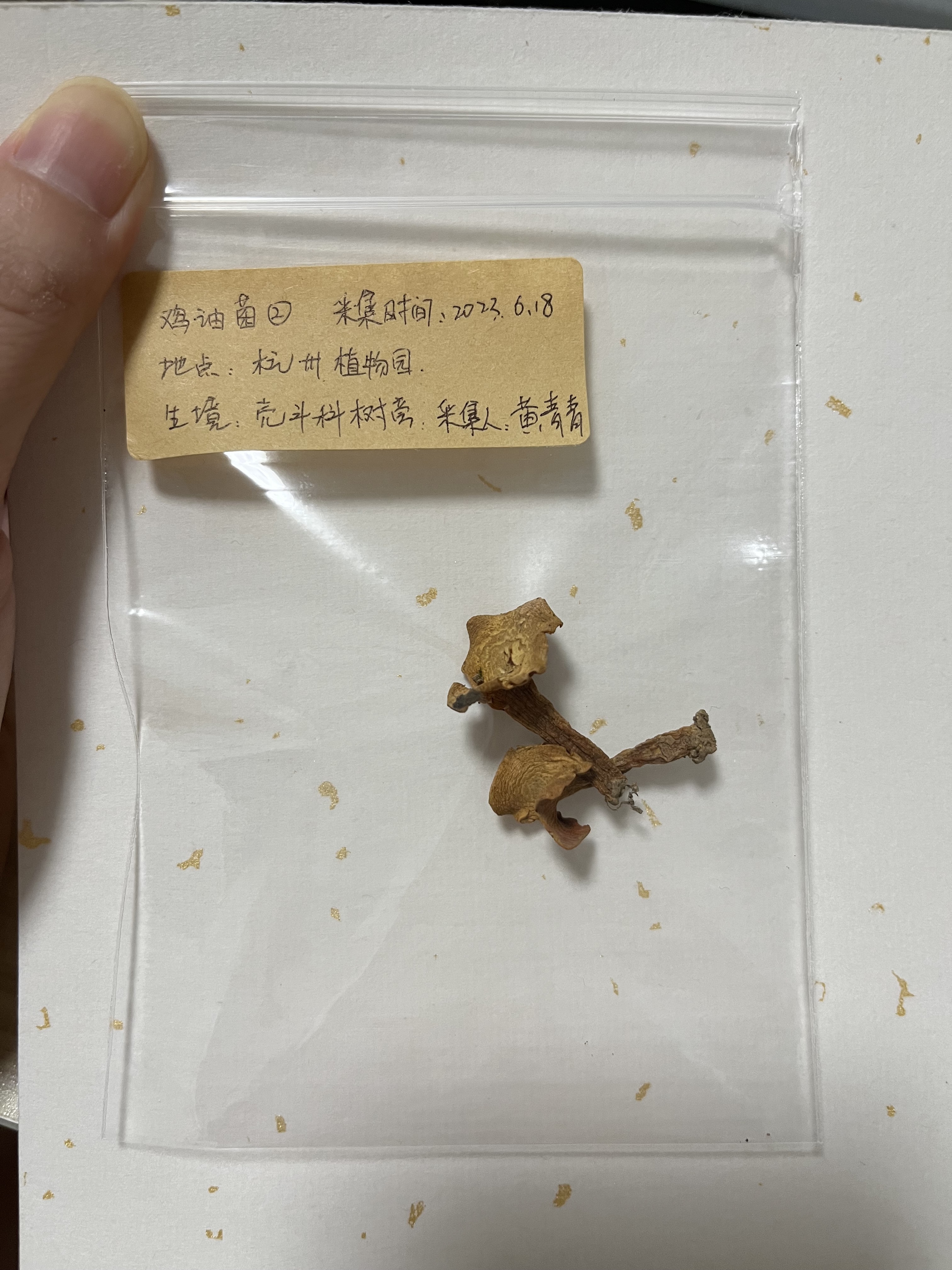 橙黄鸡油菌