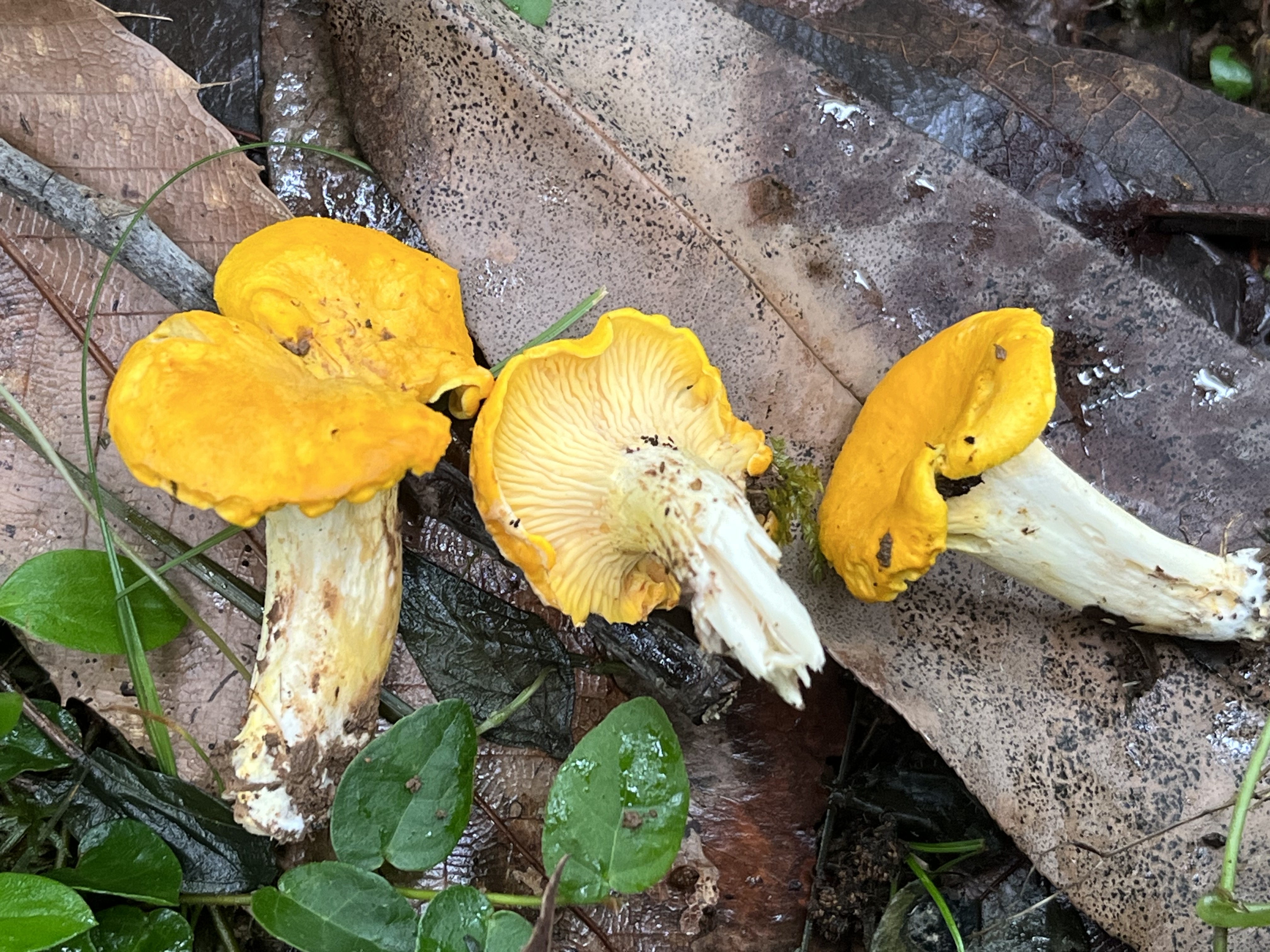 橙黄鸡油菌
