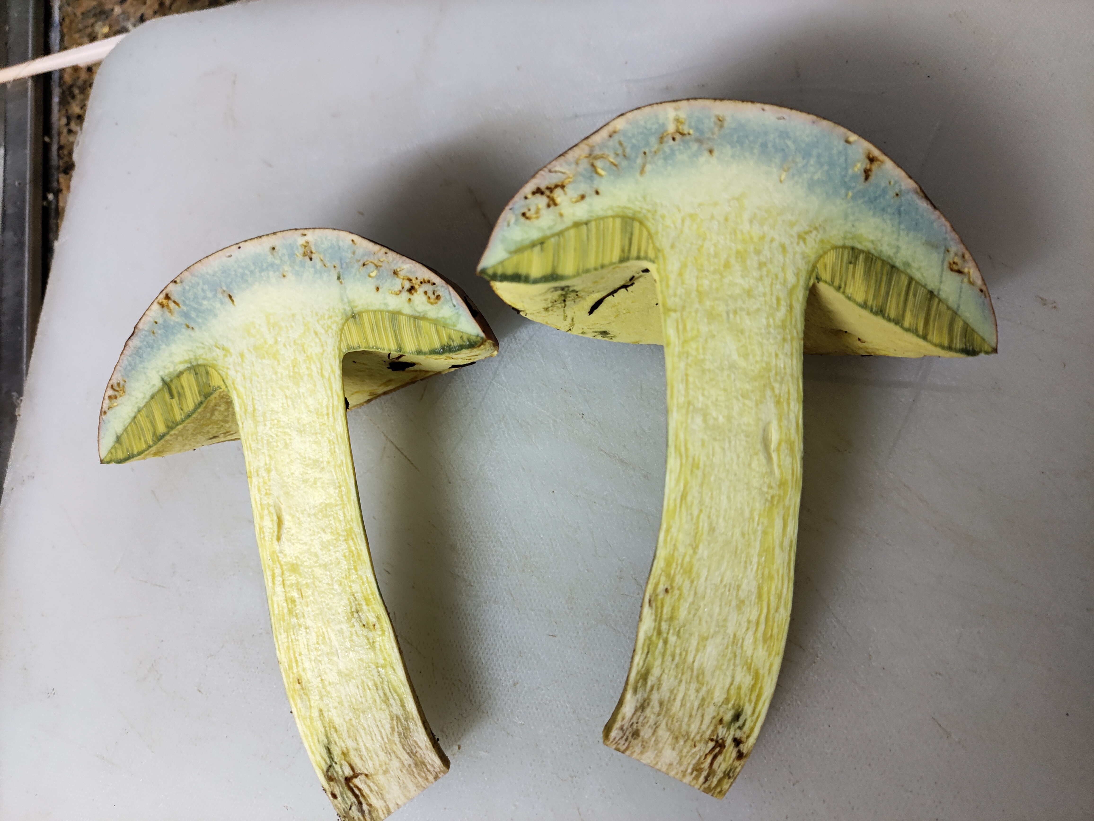 标本照片